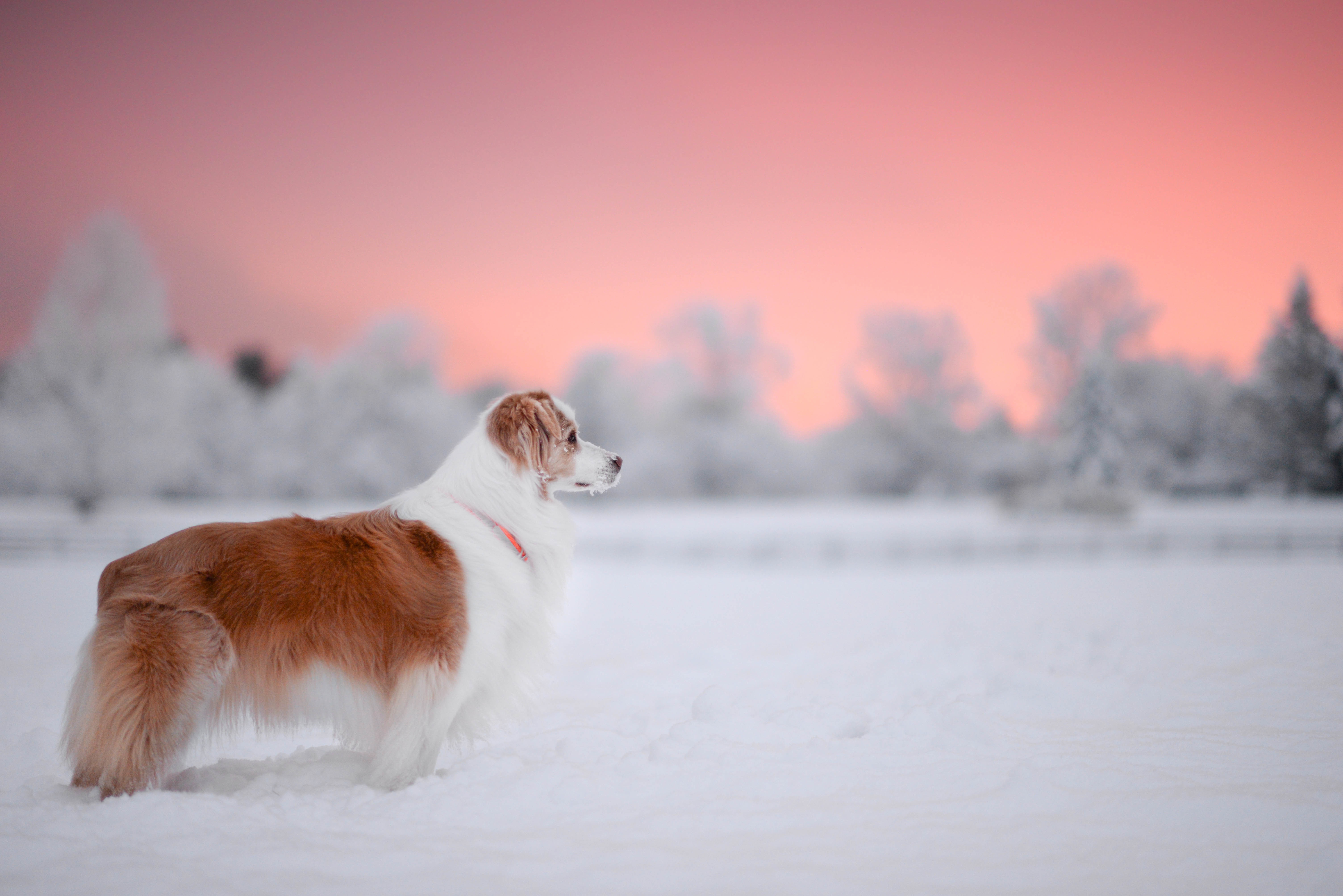 Собака сугроб. Чинук порода собак. Собаки на фоне снега. Собака в снегу. Парот собак зима.