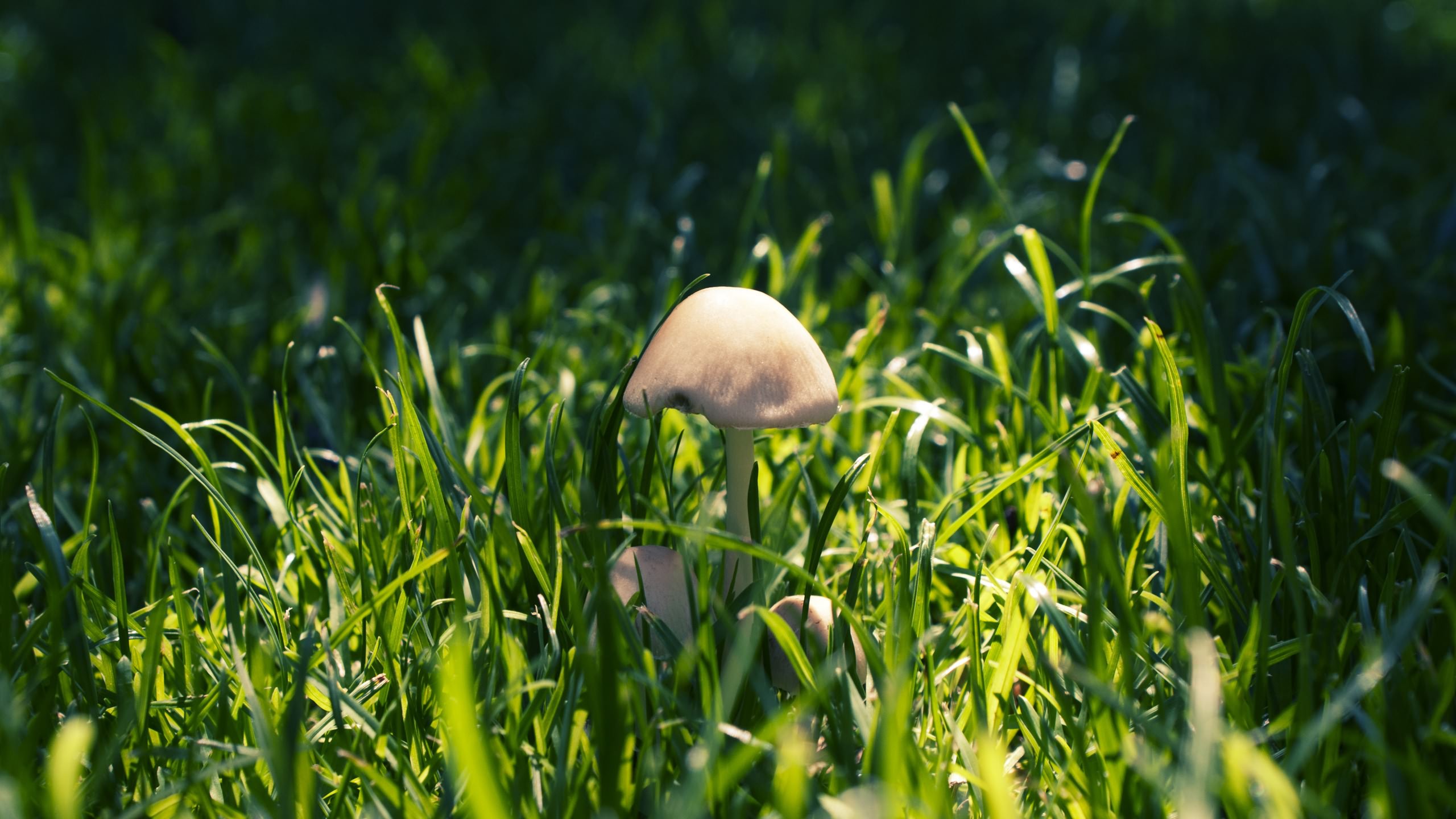 трава, mushroom, you