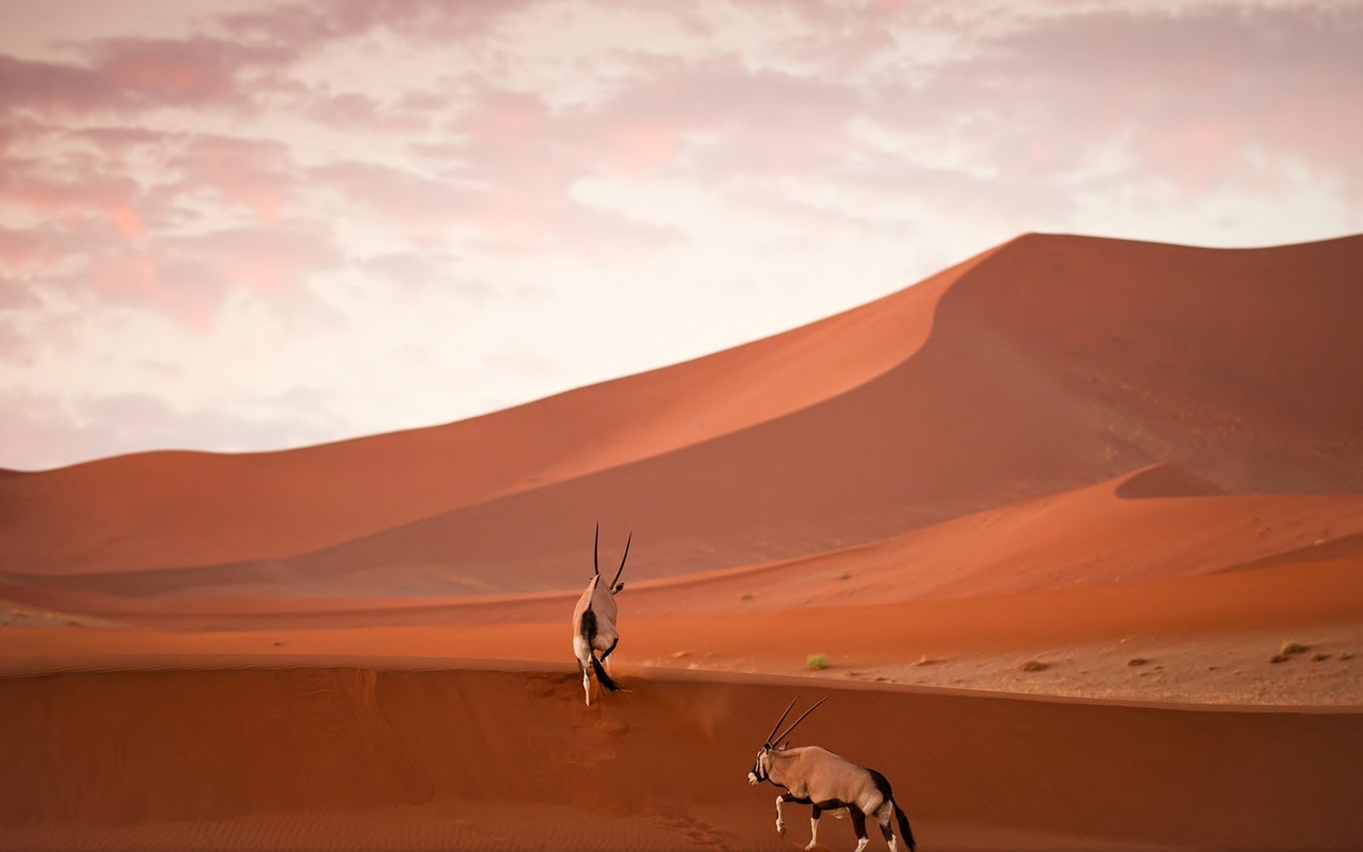 namib, naukluft, national