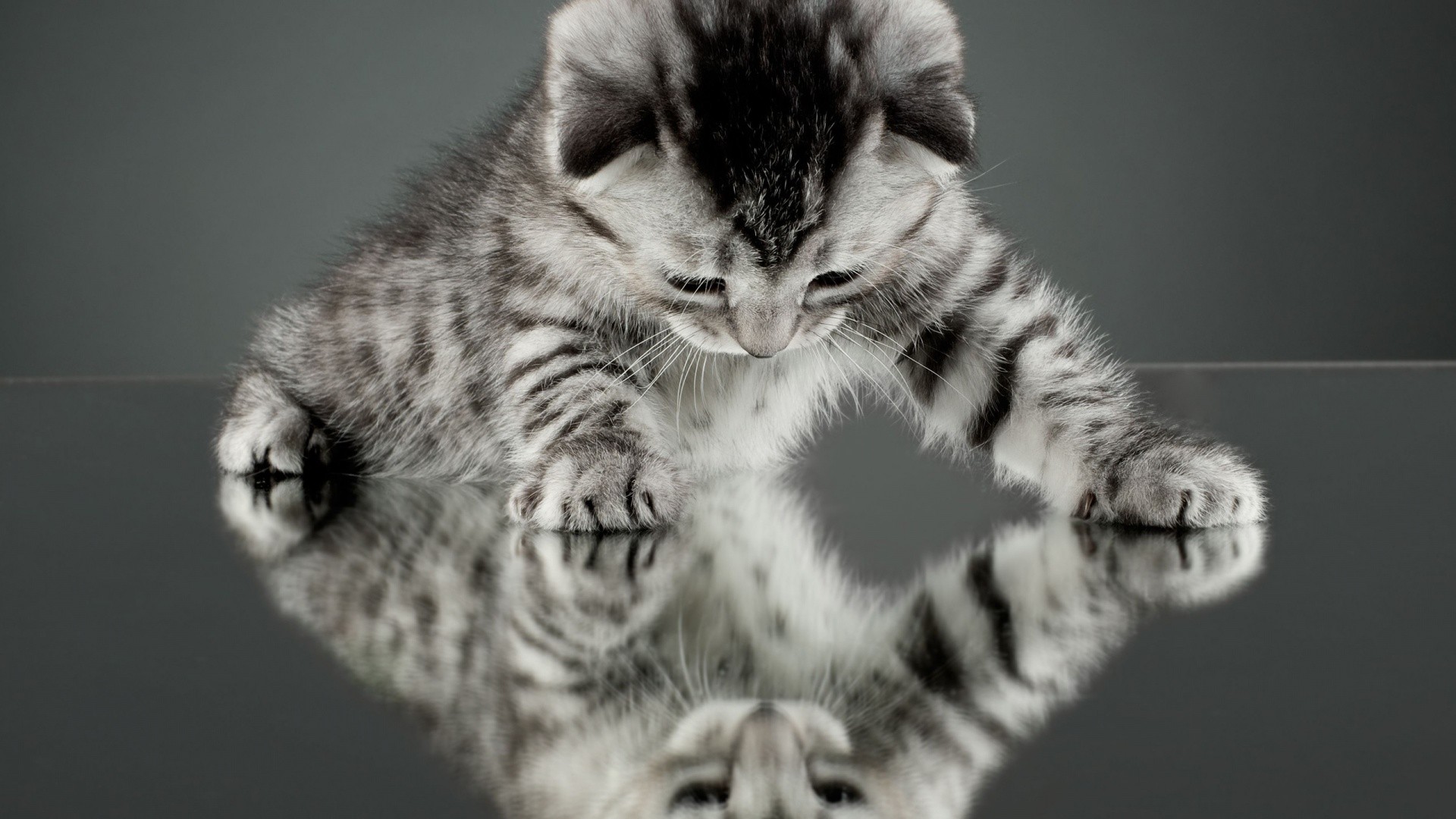 кот, котенок, отражение