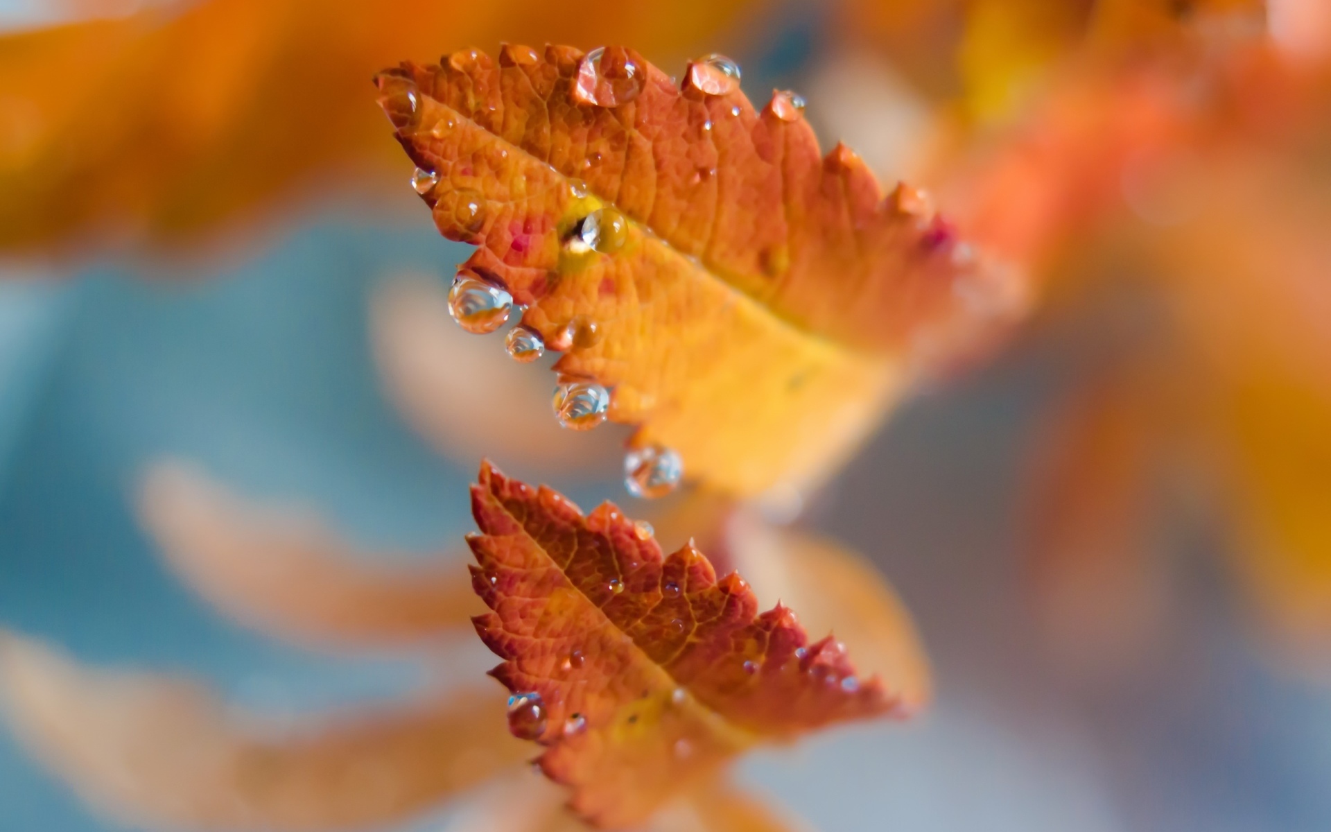 leaf Фон № 166528 разрешение 1920x1200
