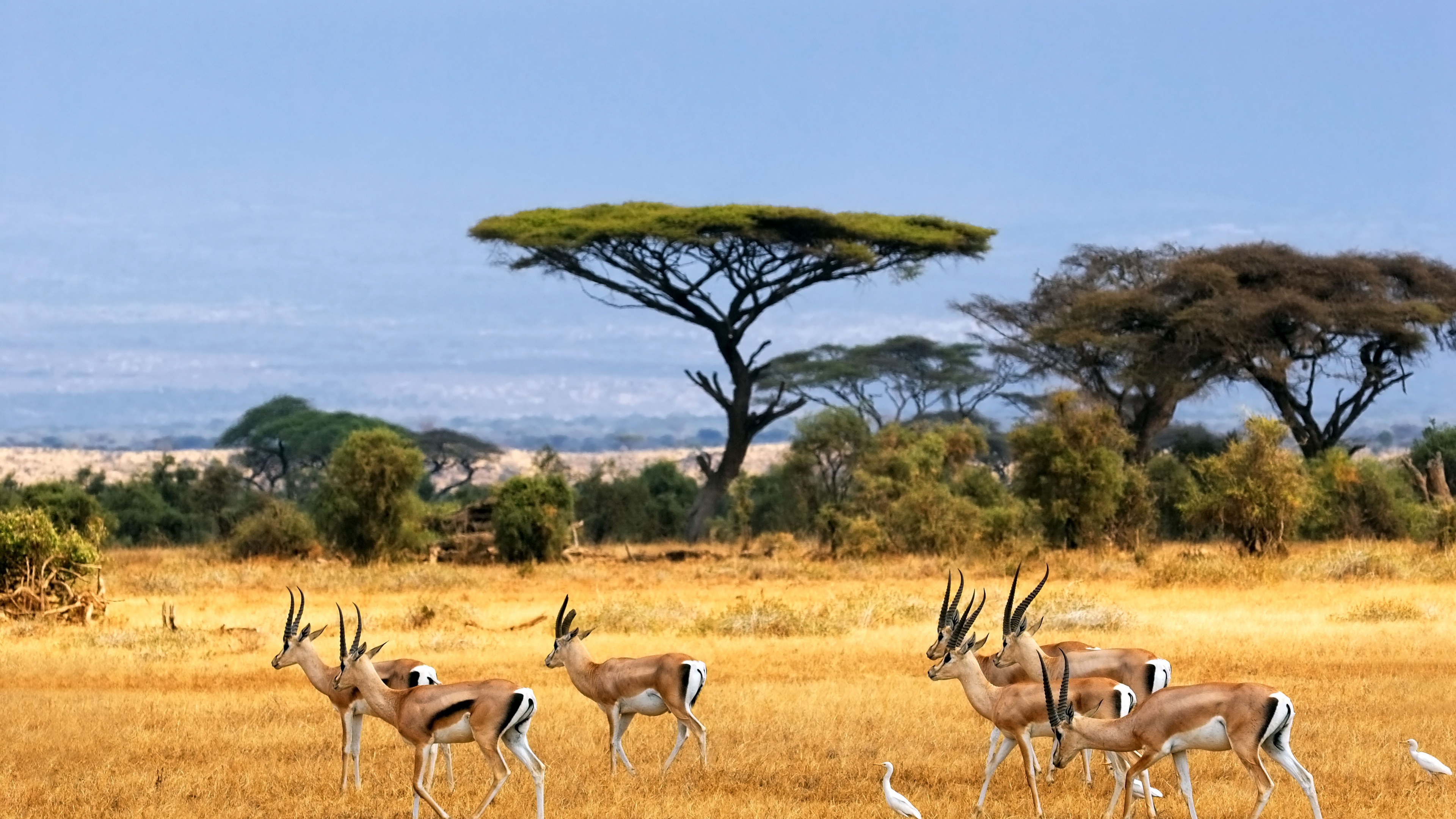 Бурунди ботсвана прогноз. Антилопа Спрингбок Импала. ЮАР Саванна. Национальный парк Крюгера Южная Африка. Саванна Восточной Африки Савана.