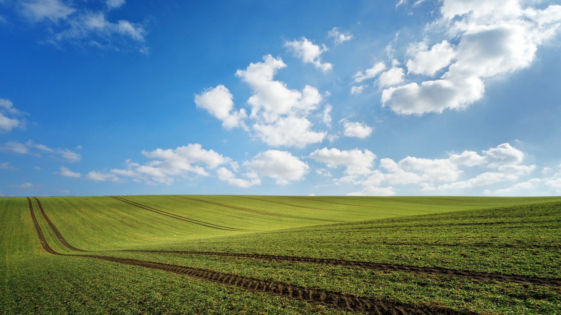 цвет, сарай, земля