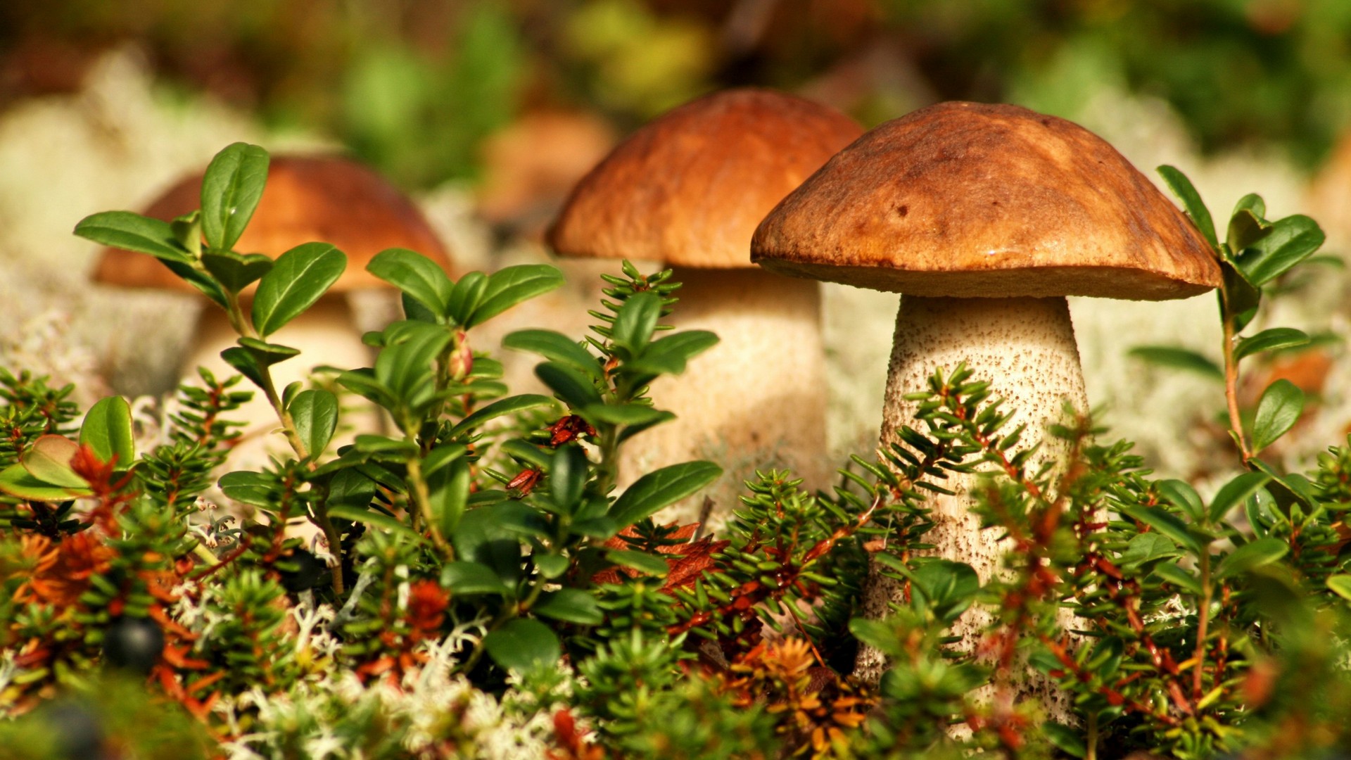 augusta, ответит, fotit