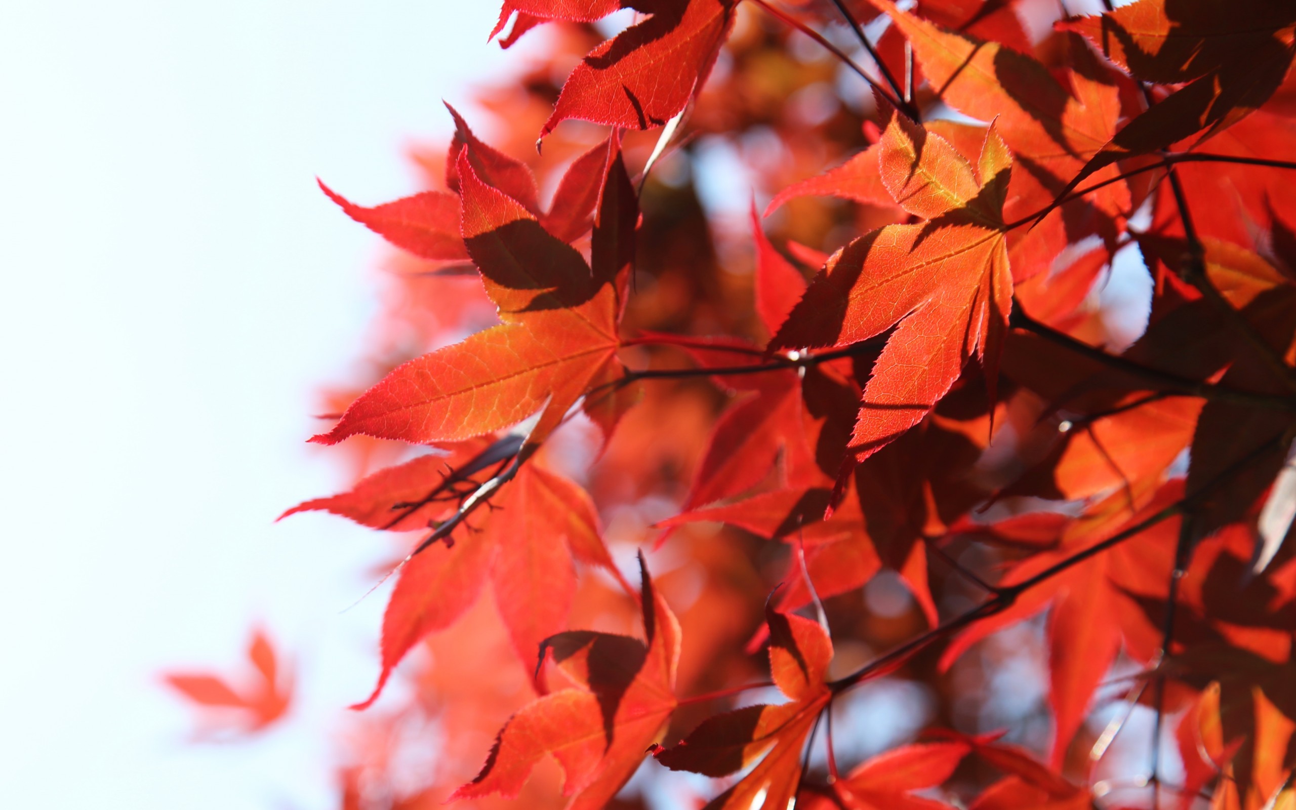 природа, red, листва