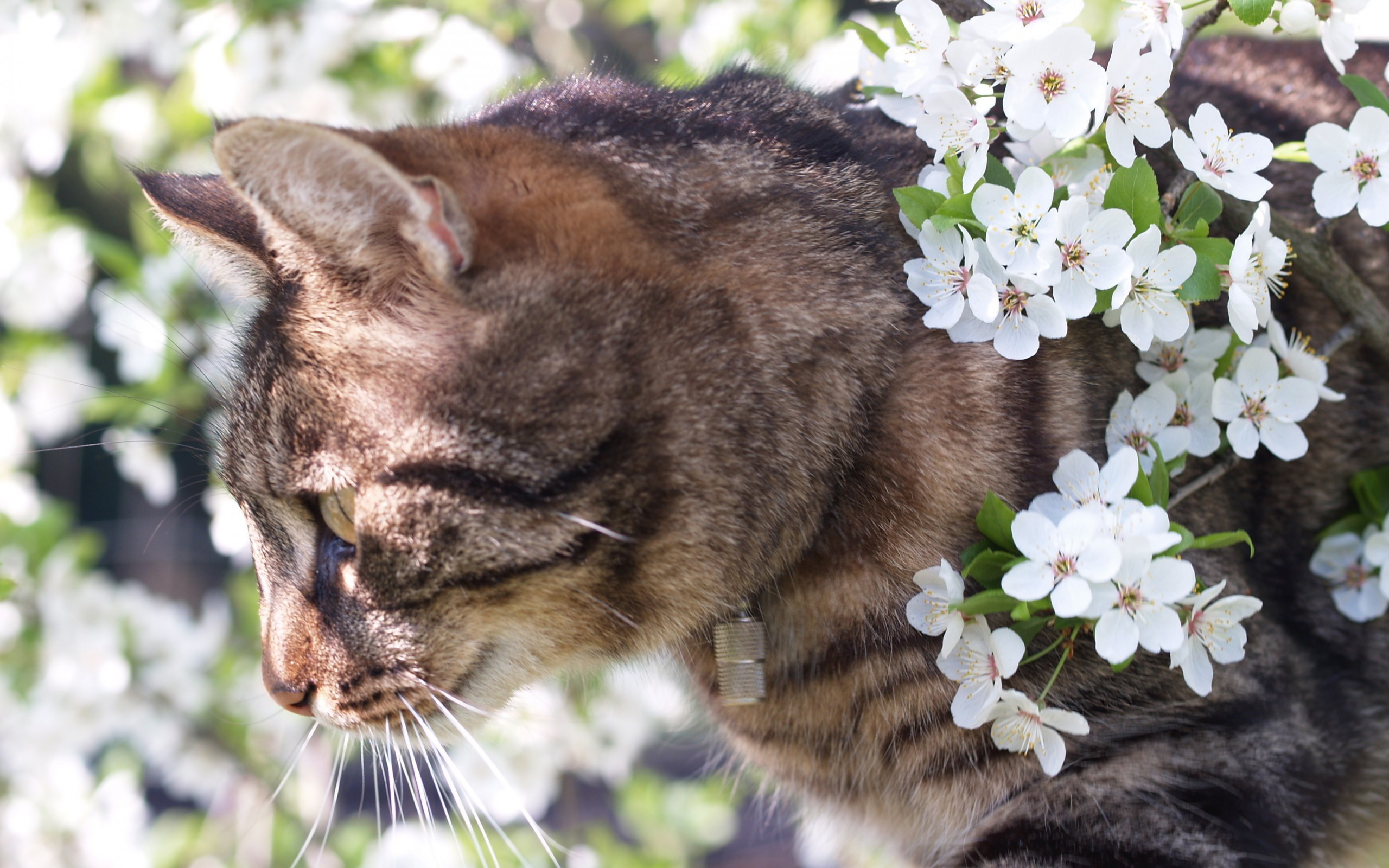 Весенняя лень. Весенние картинки на рабочий стол. Кошки и весенние цветы. Кошка в весенних цветах.