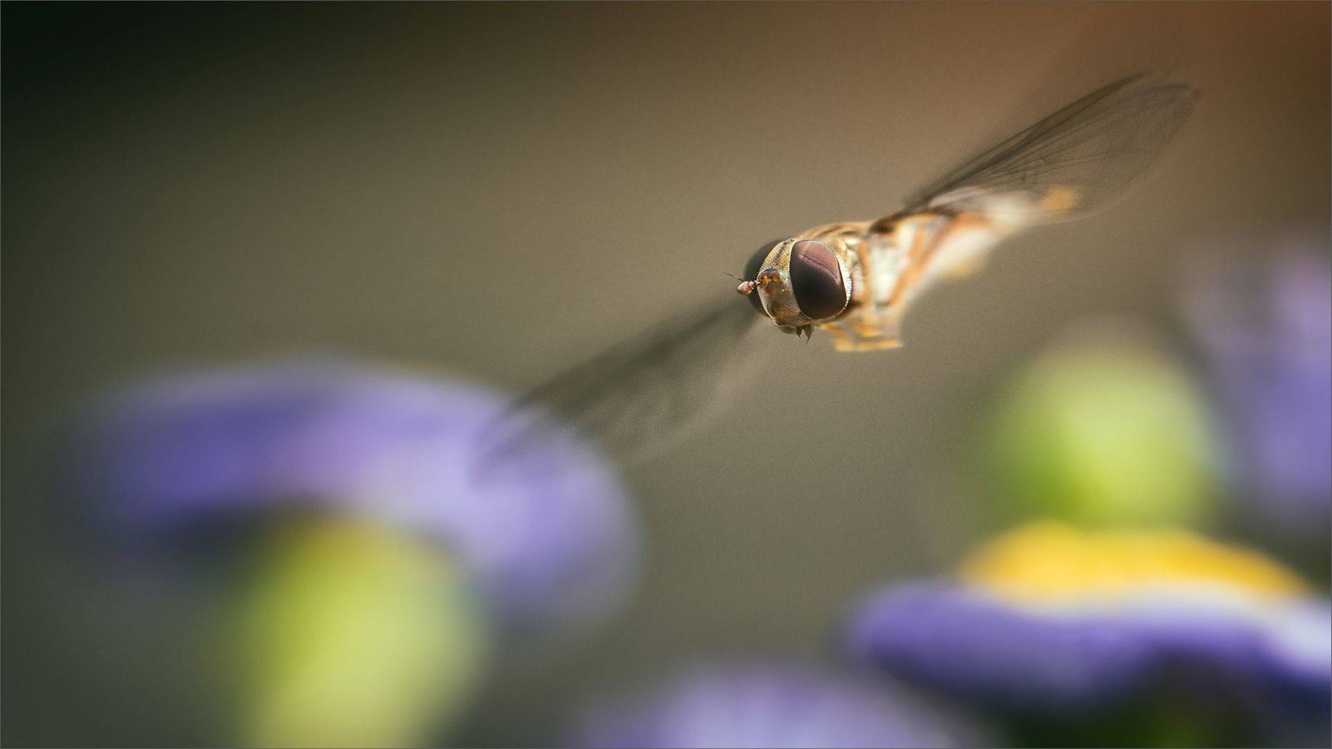 parasitism, wikipediaparasitism, definition