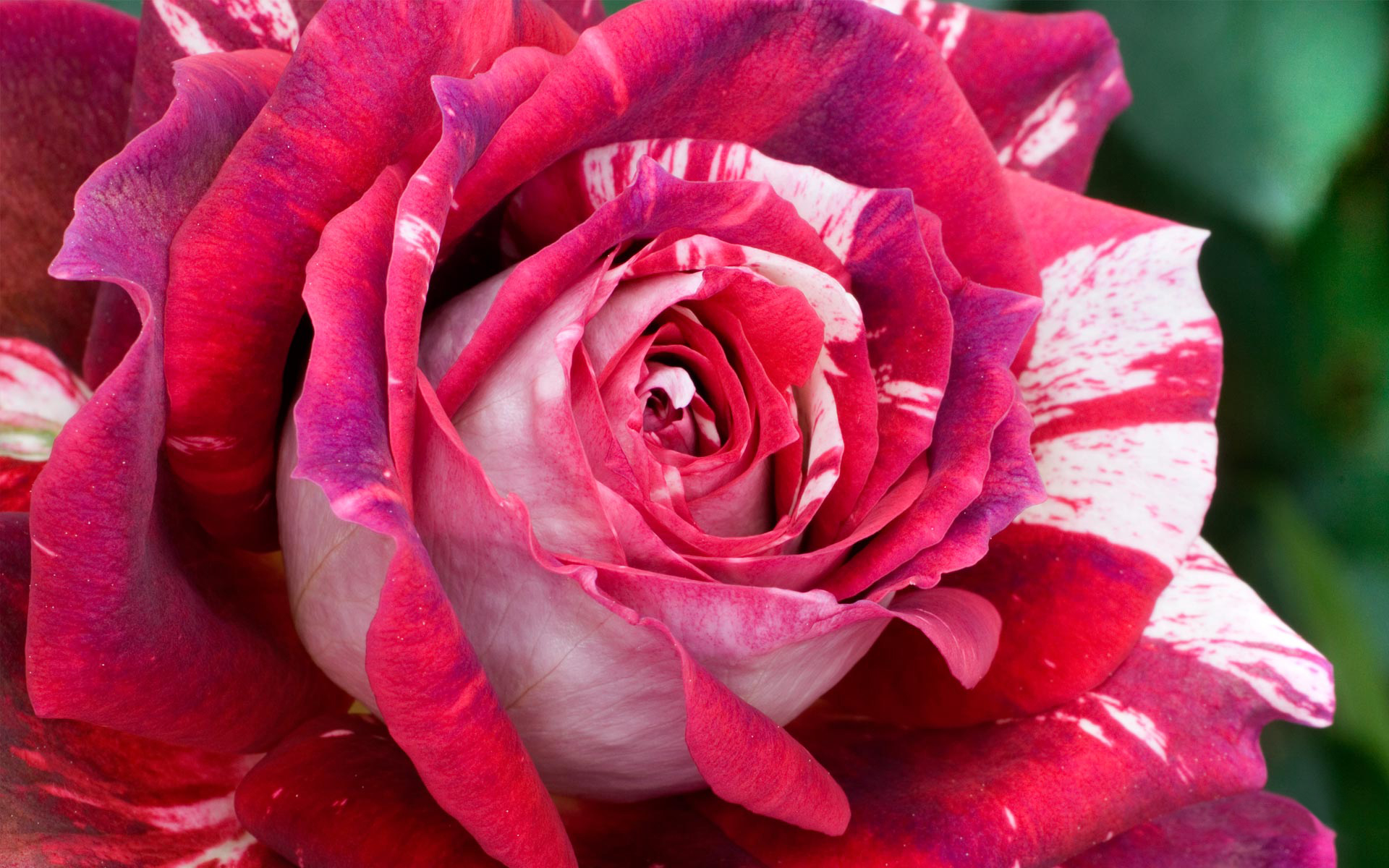 rosa, julio, iglesias