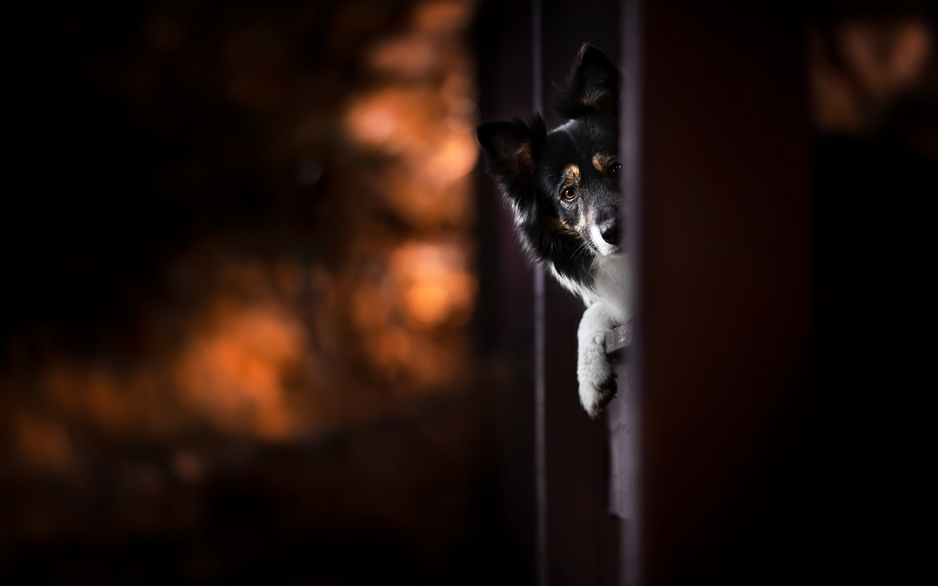 canin, photographe, audrey