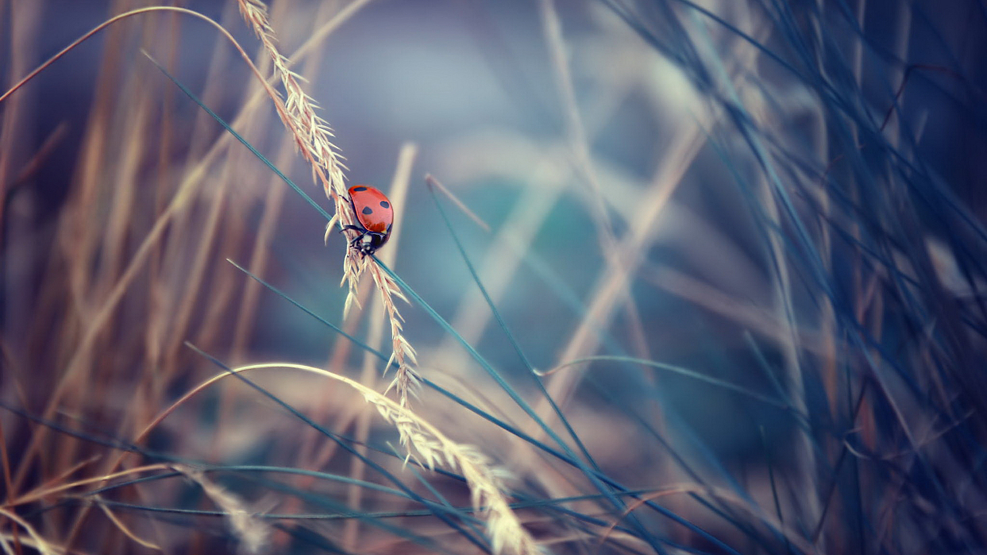 ladybug, насекомое