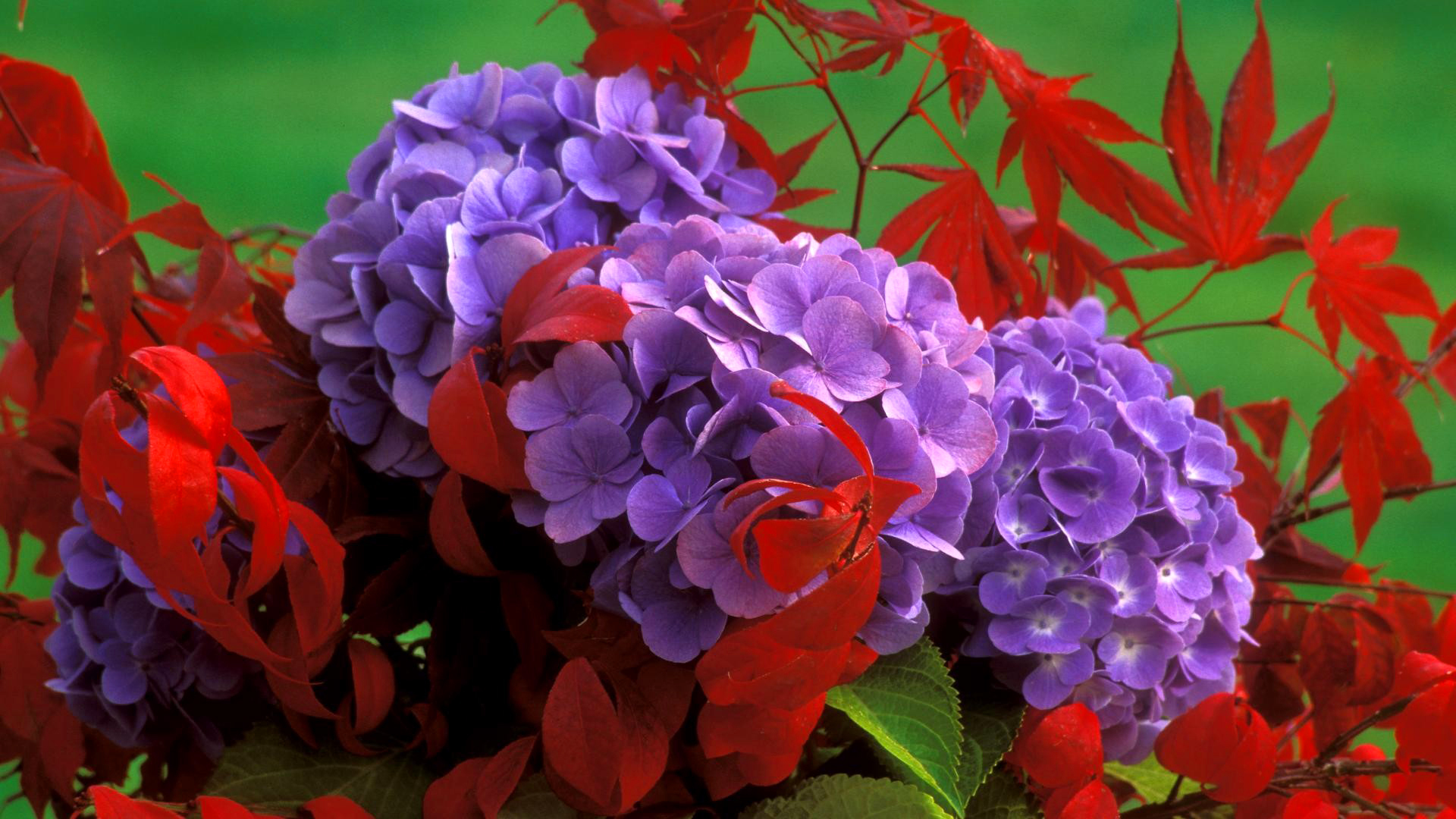 цветы, сиреневые, болоте