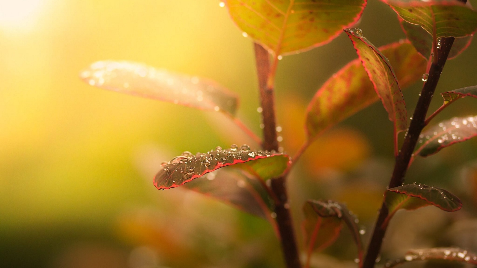женщина растение с капельками воды на нем с зеленым фоном