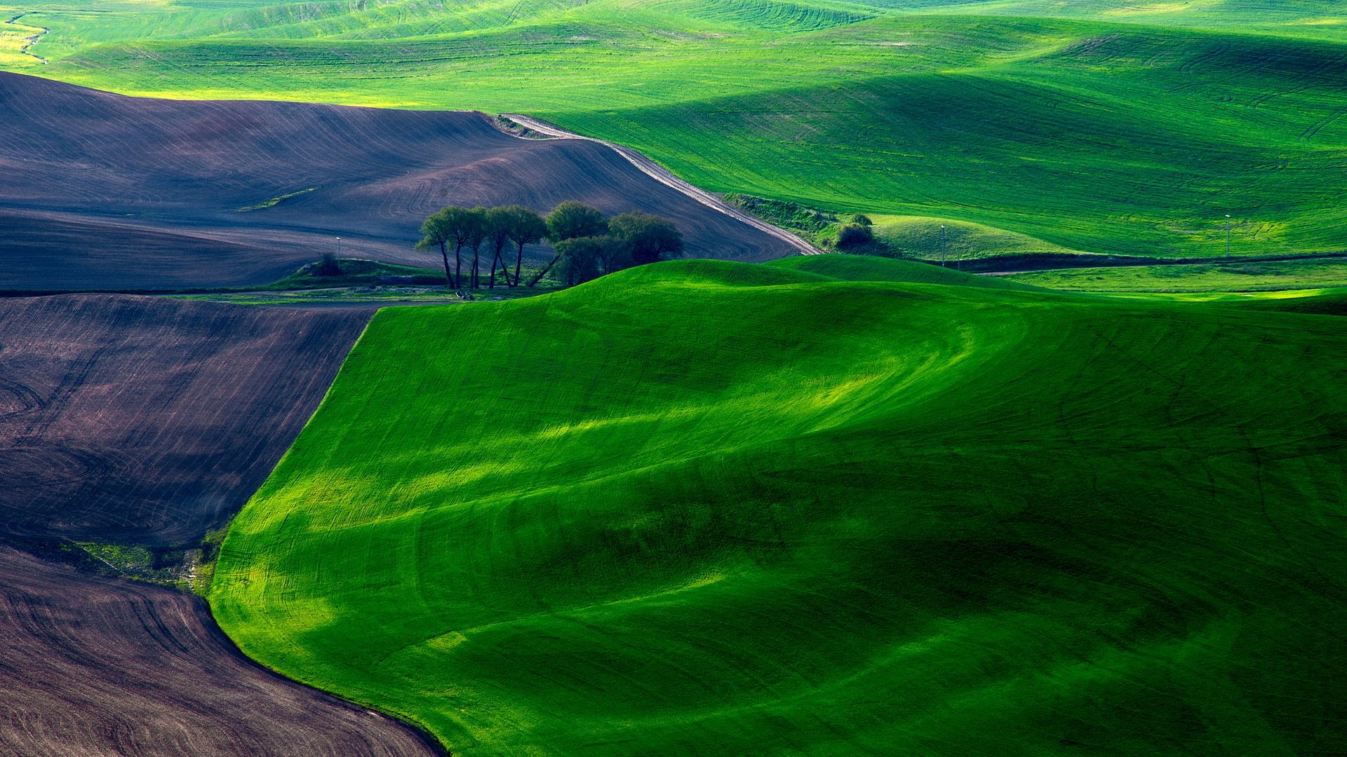 сорняки, мягкие, весна