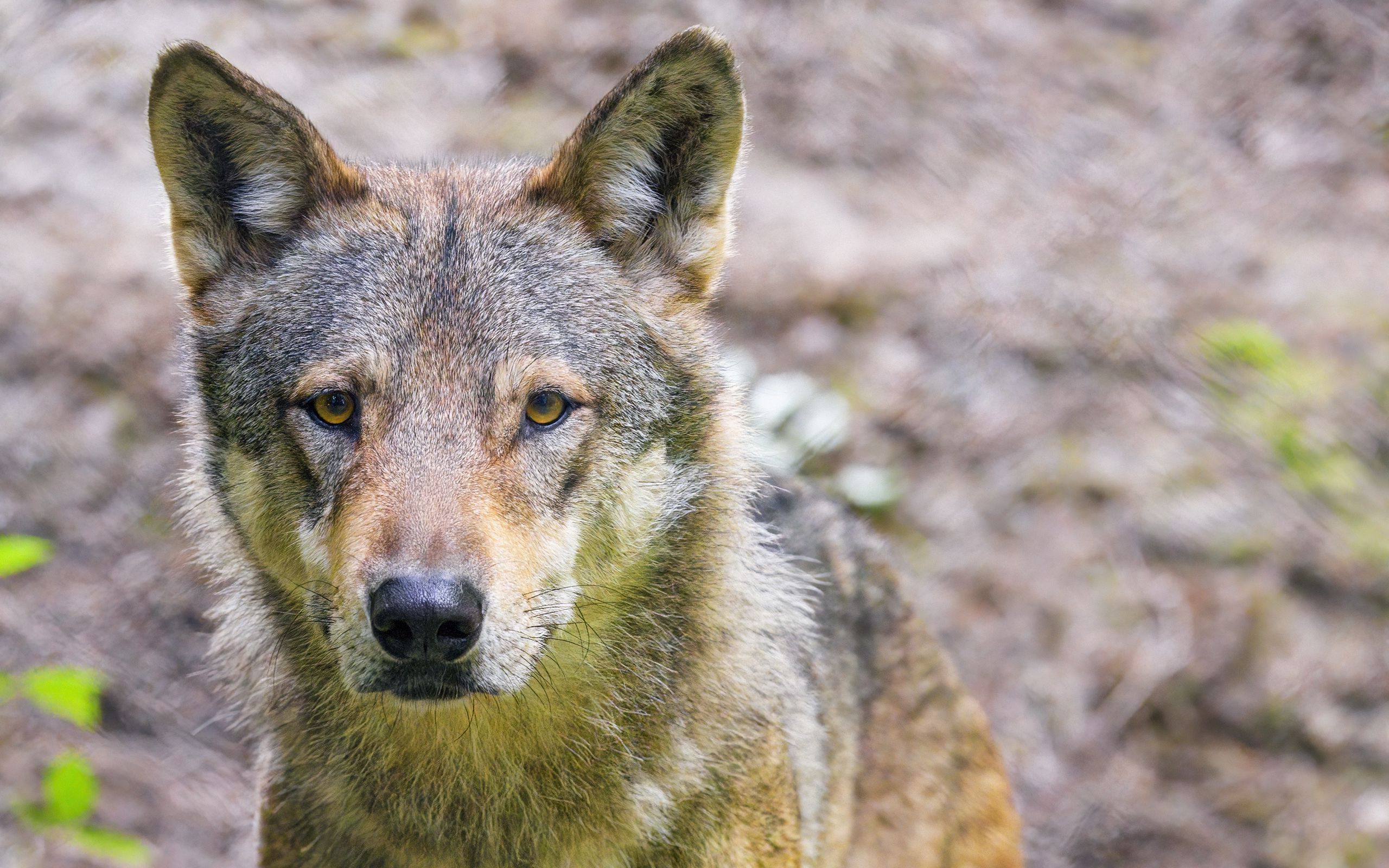 лобо, дель, волк