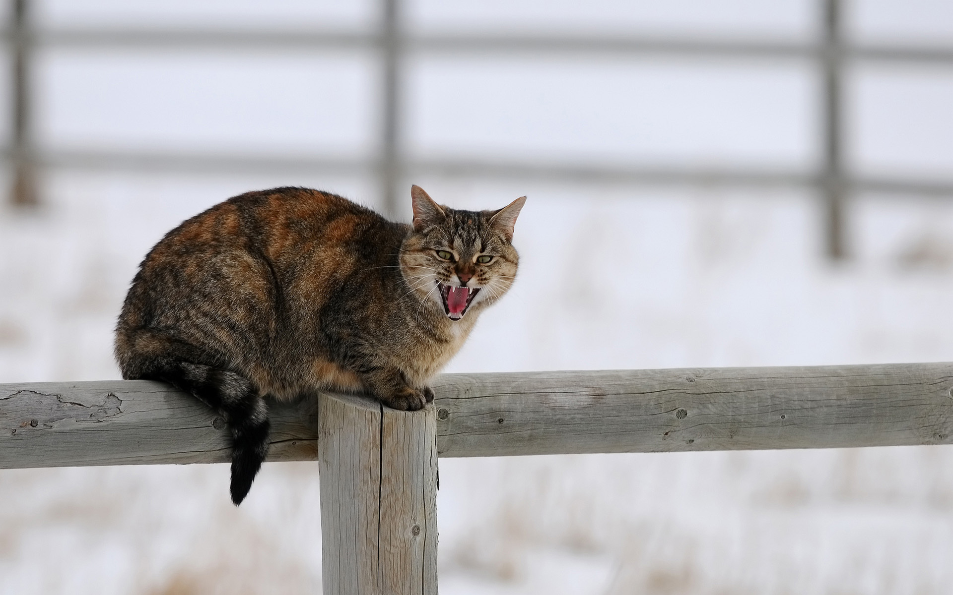 забор, коты