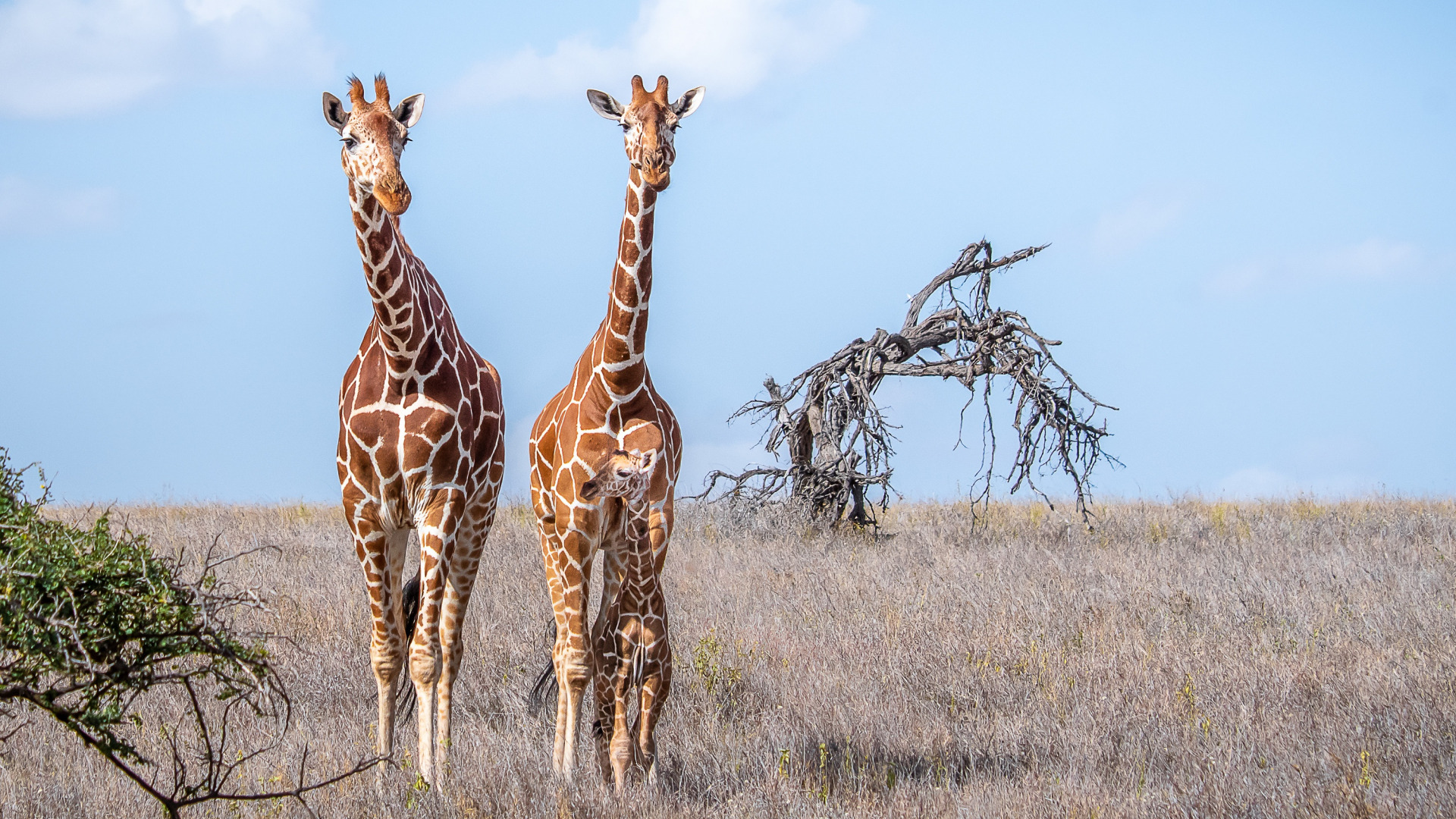 животное, панталла