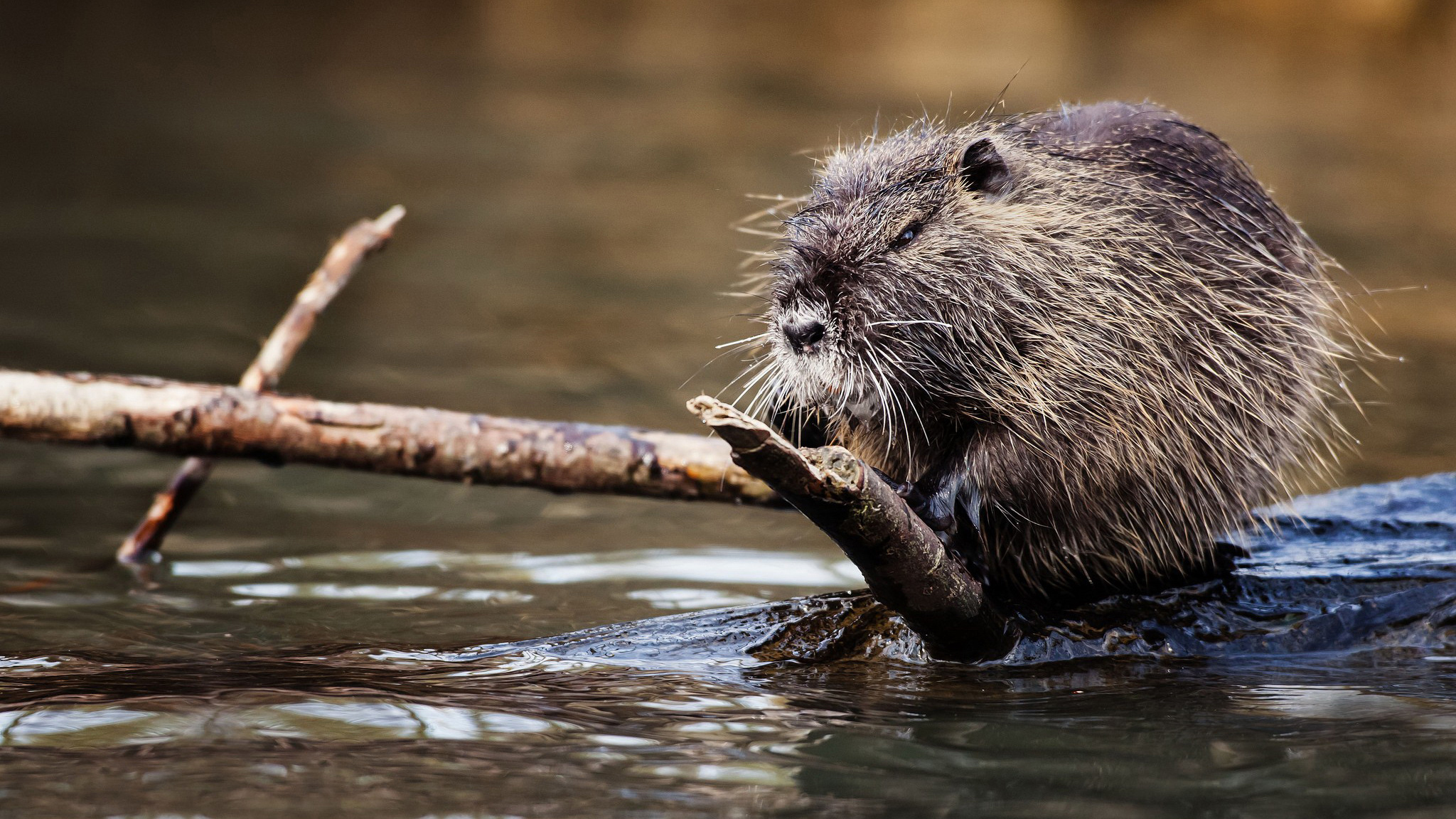 мускурат, фандарт, провидра
