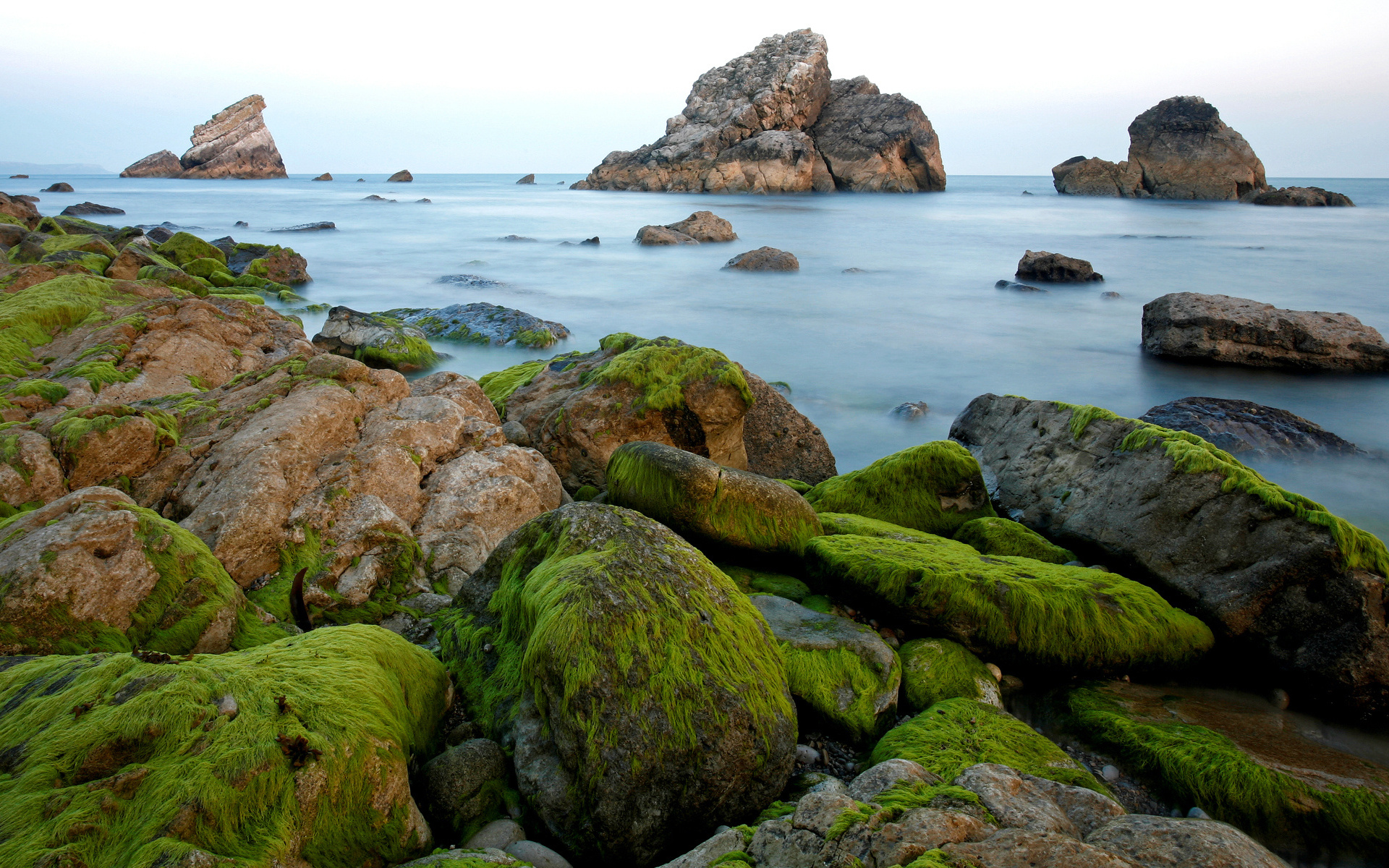 морские водоросли, камни