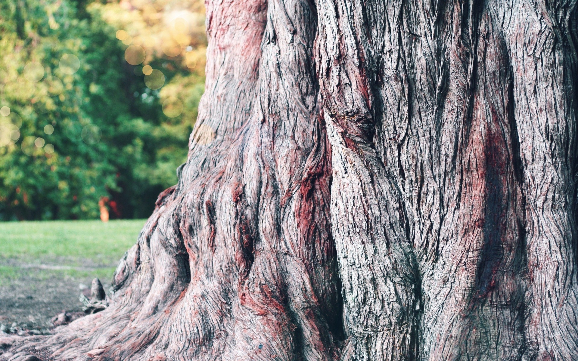 sequoiadendron, giganteum, wikipedialist