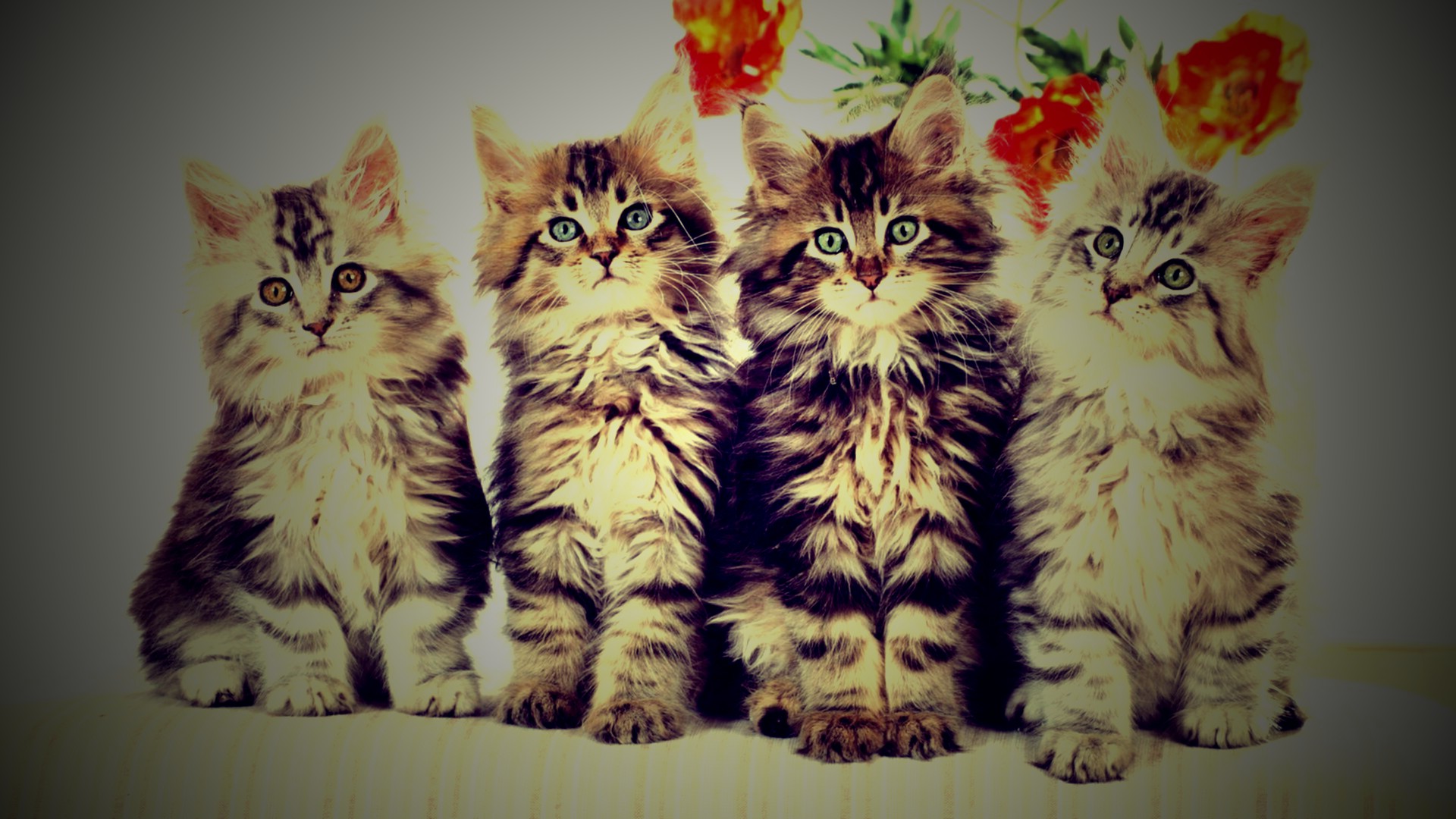 котенок, кот, ай