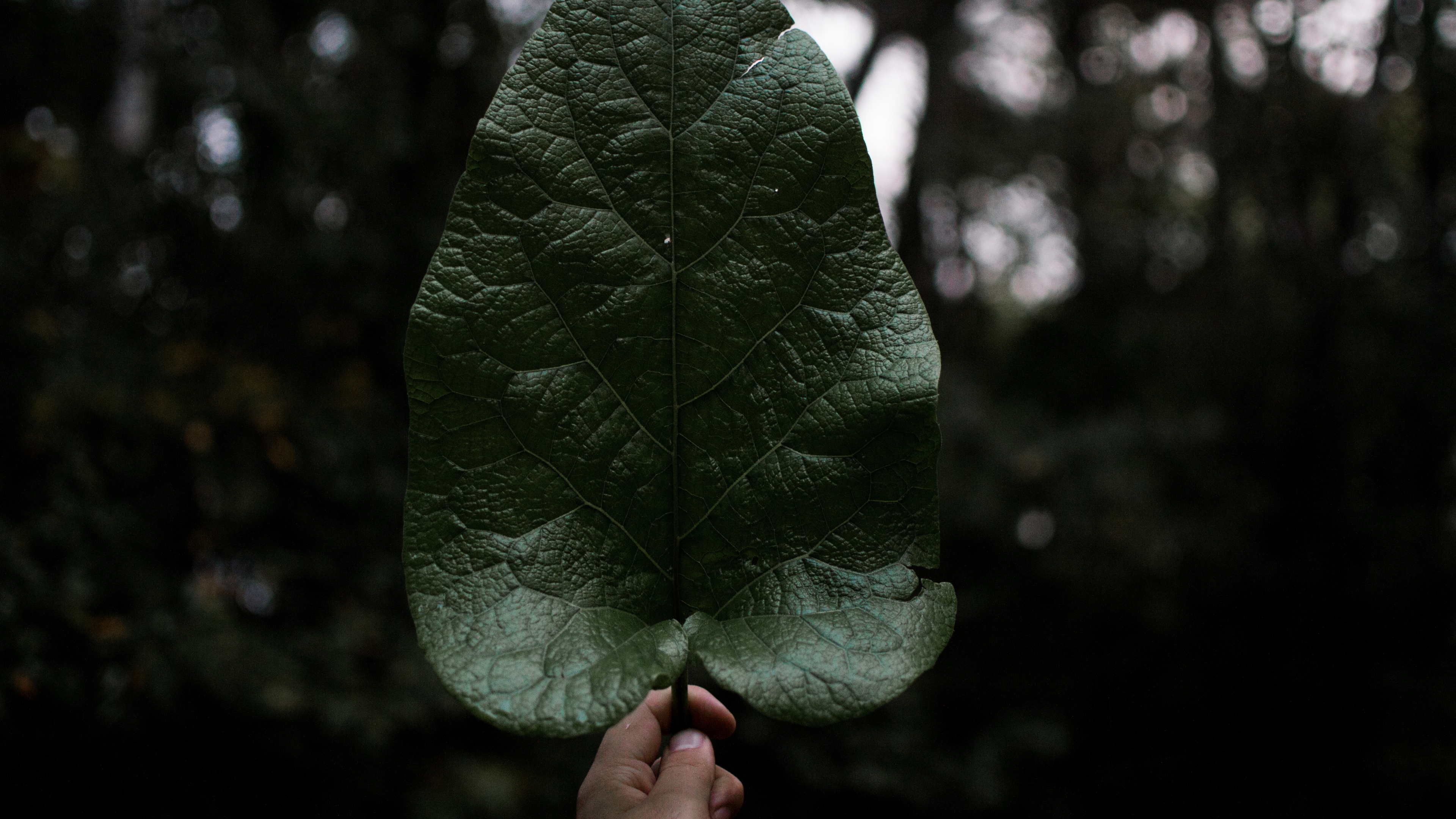 растение, дерево, leaf