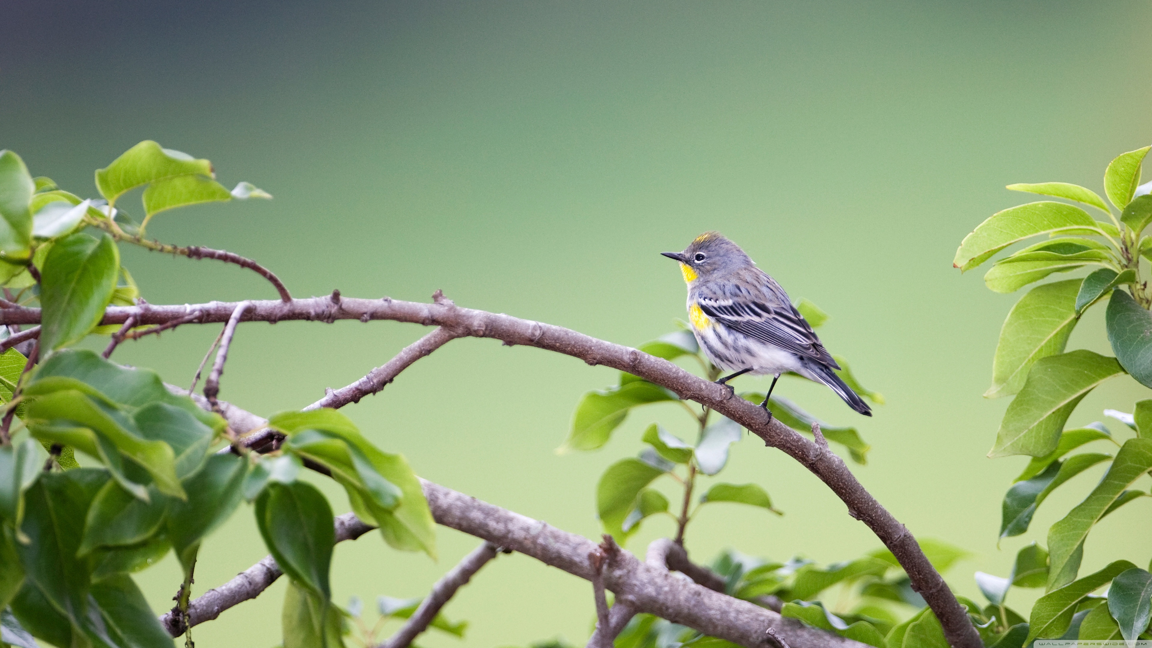 Перелетная птица поет. Птица Yellow Rumped Warbler. Птица на ветке. Птицы весной.