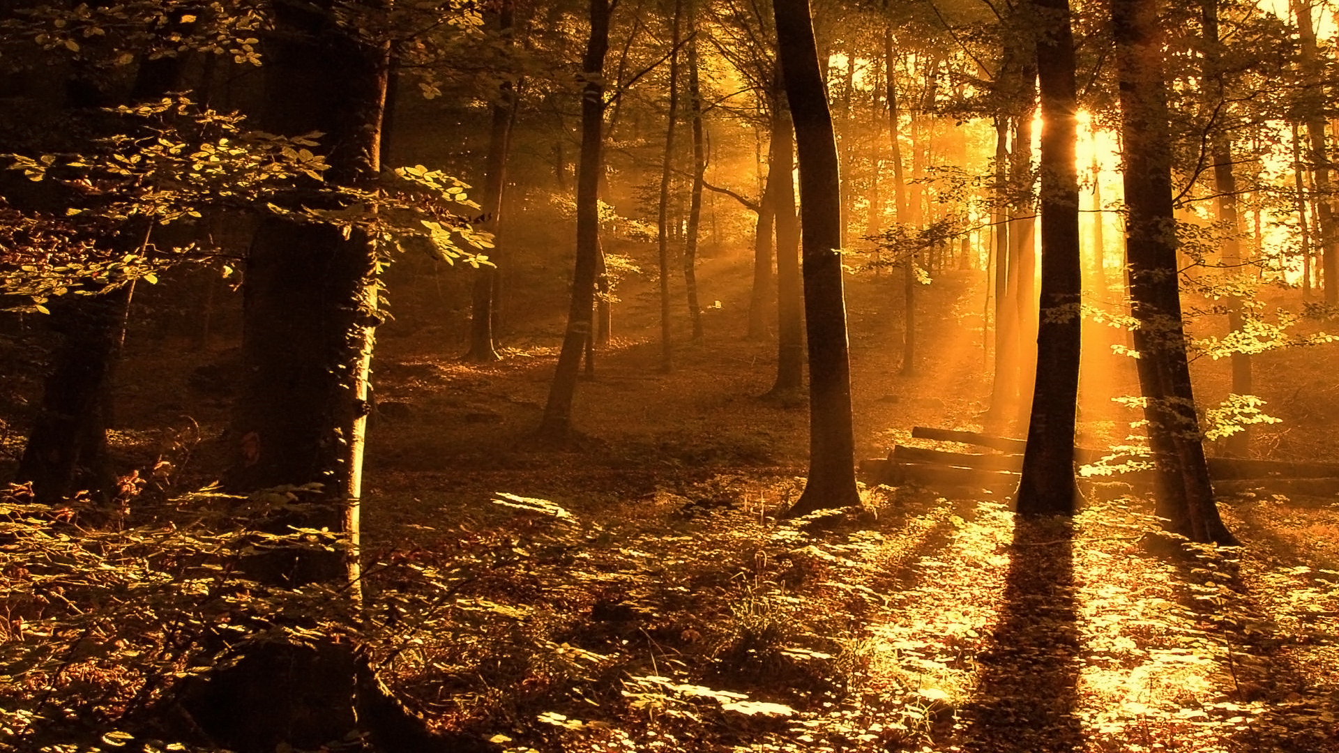 лес, высокие, ipad