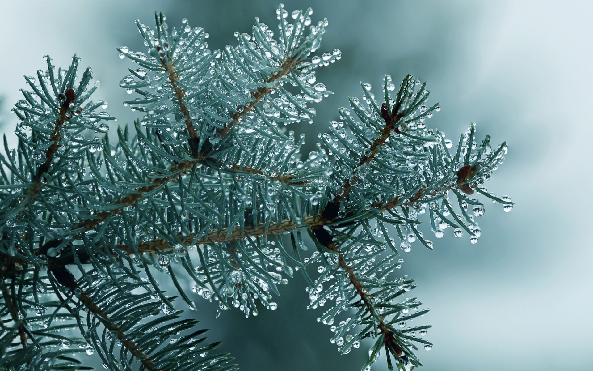 drop, makryi, fir