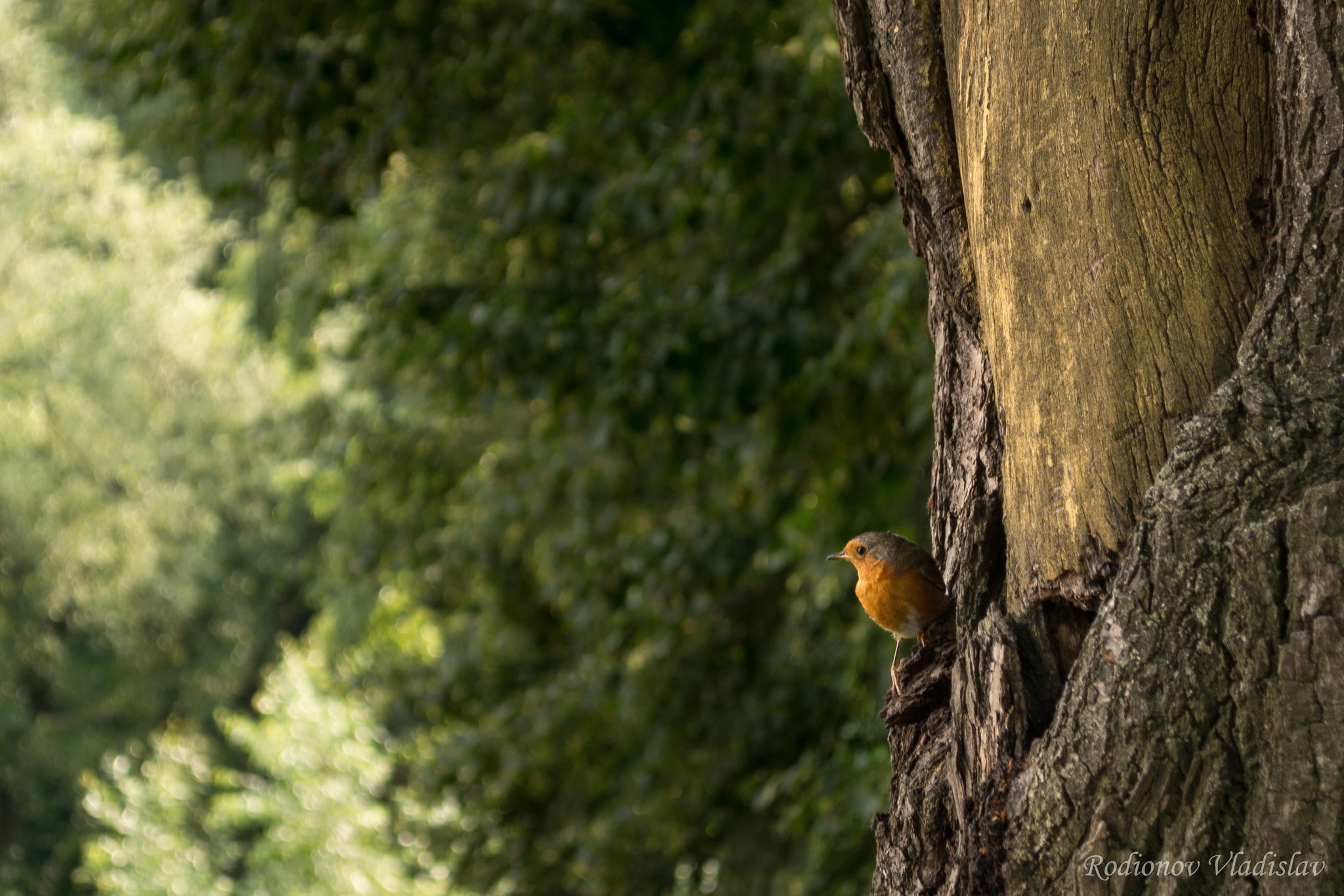 виски, робин