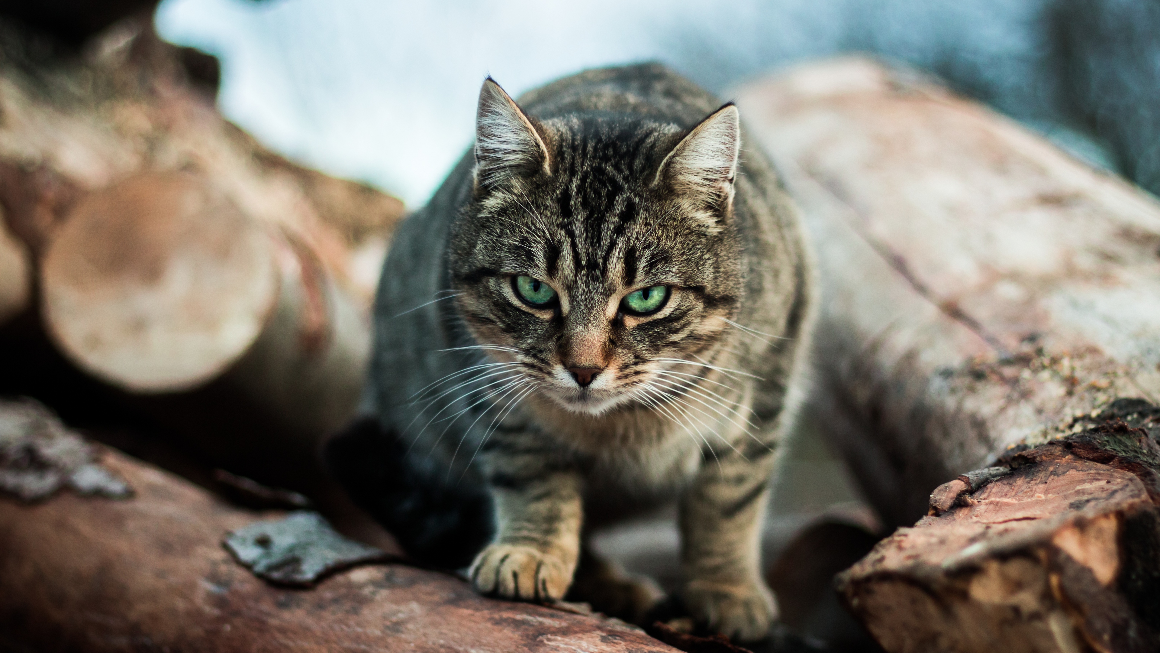 животное, котенок