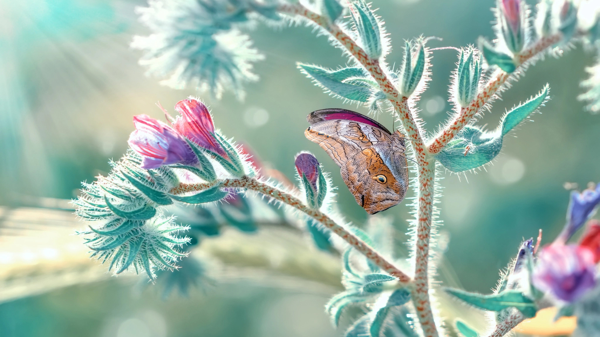 растение, colorful, бабочка