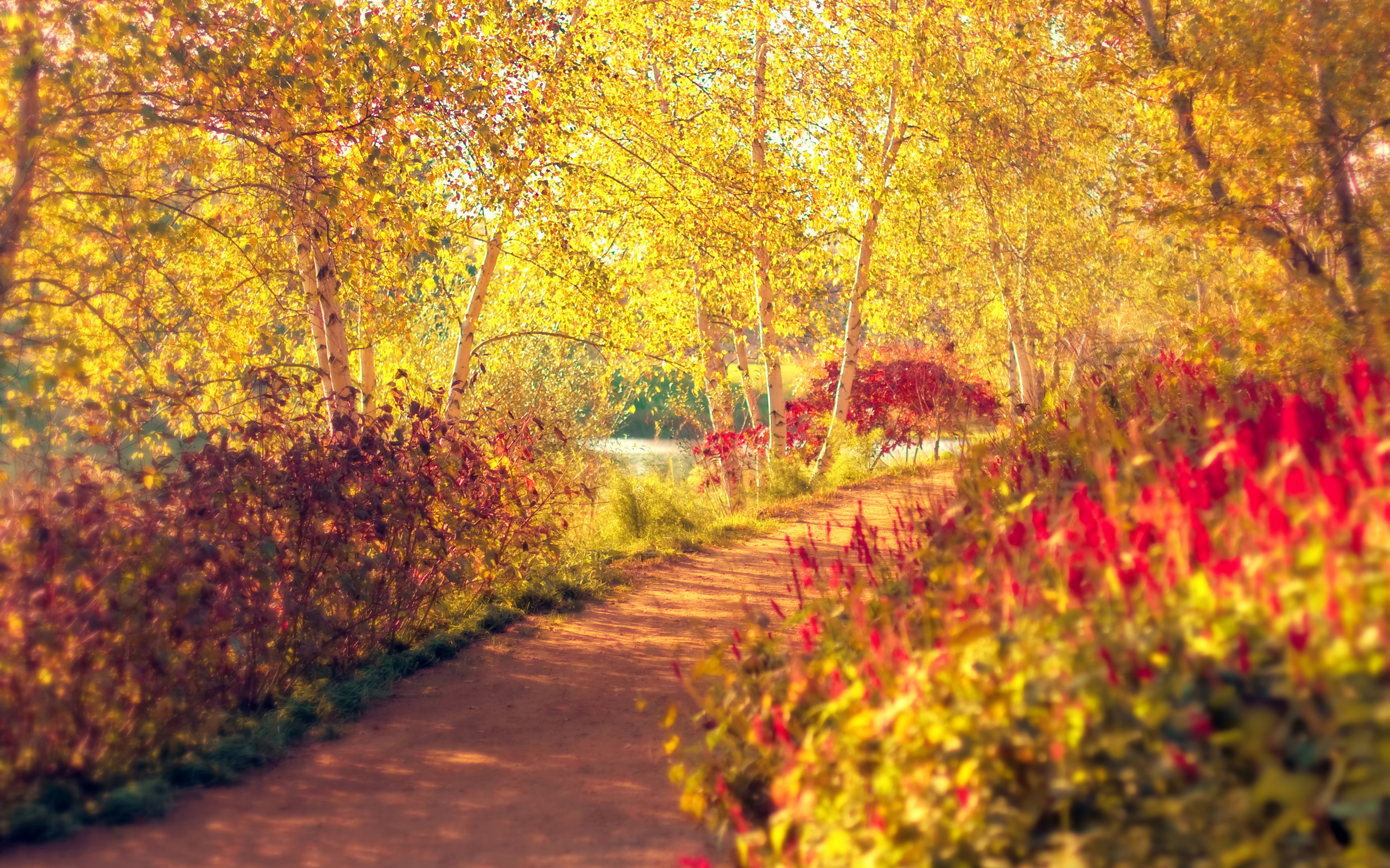 Осенняя аллея, деревья вдоль тропы бесплатно