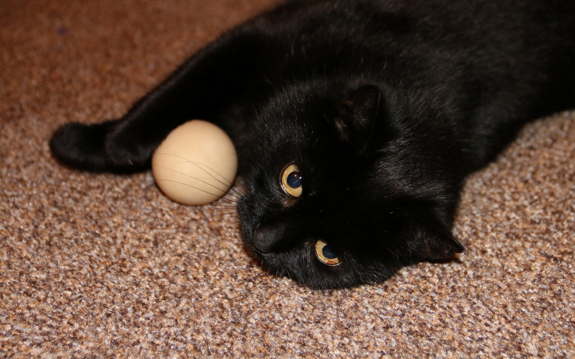 черный кот играет с мячом на полу