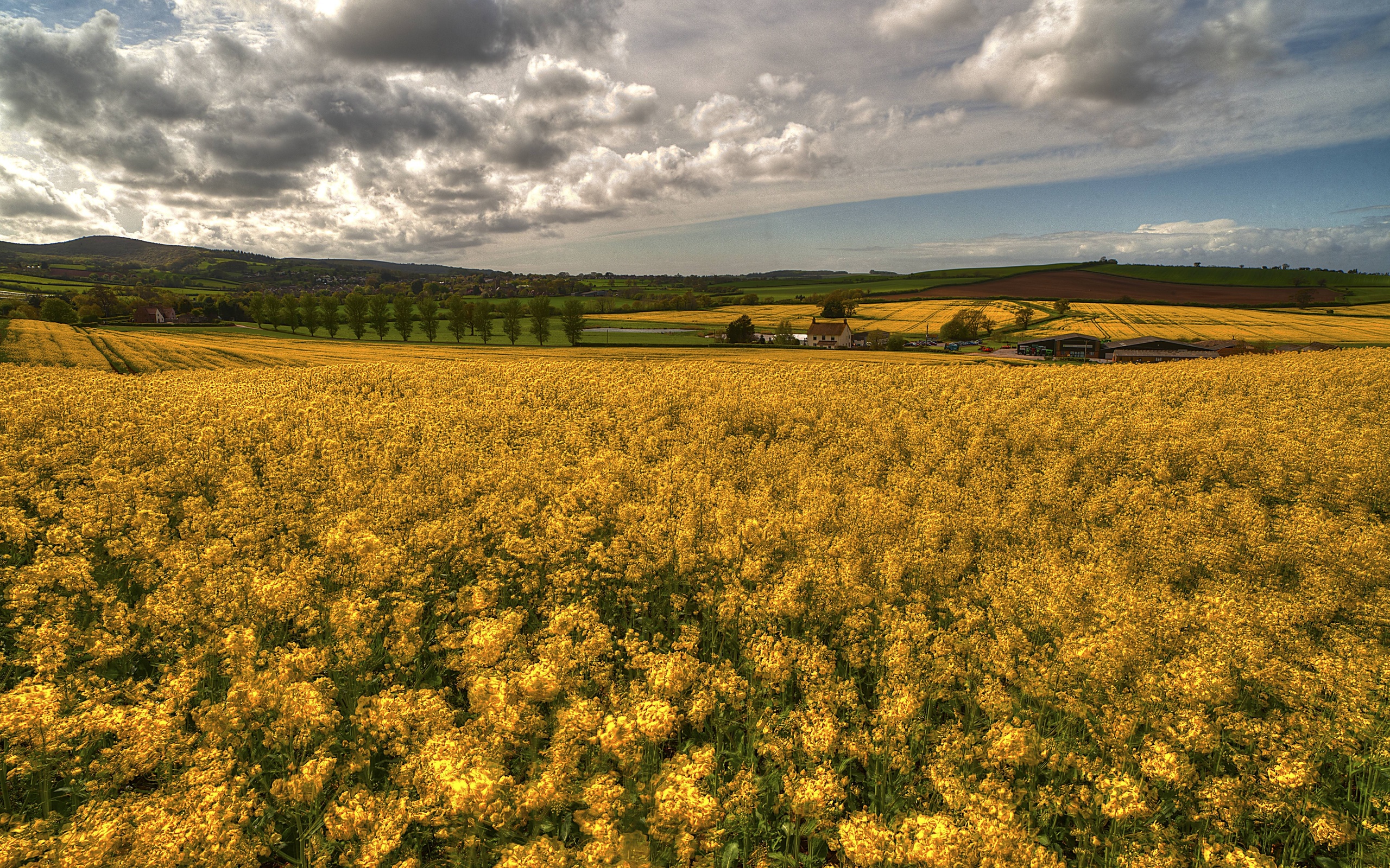 iphone, поле, цветы