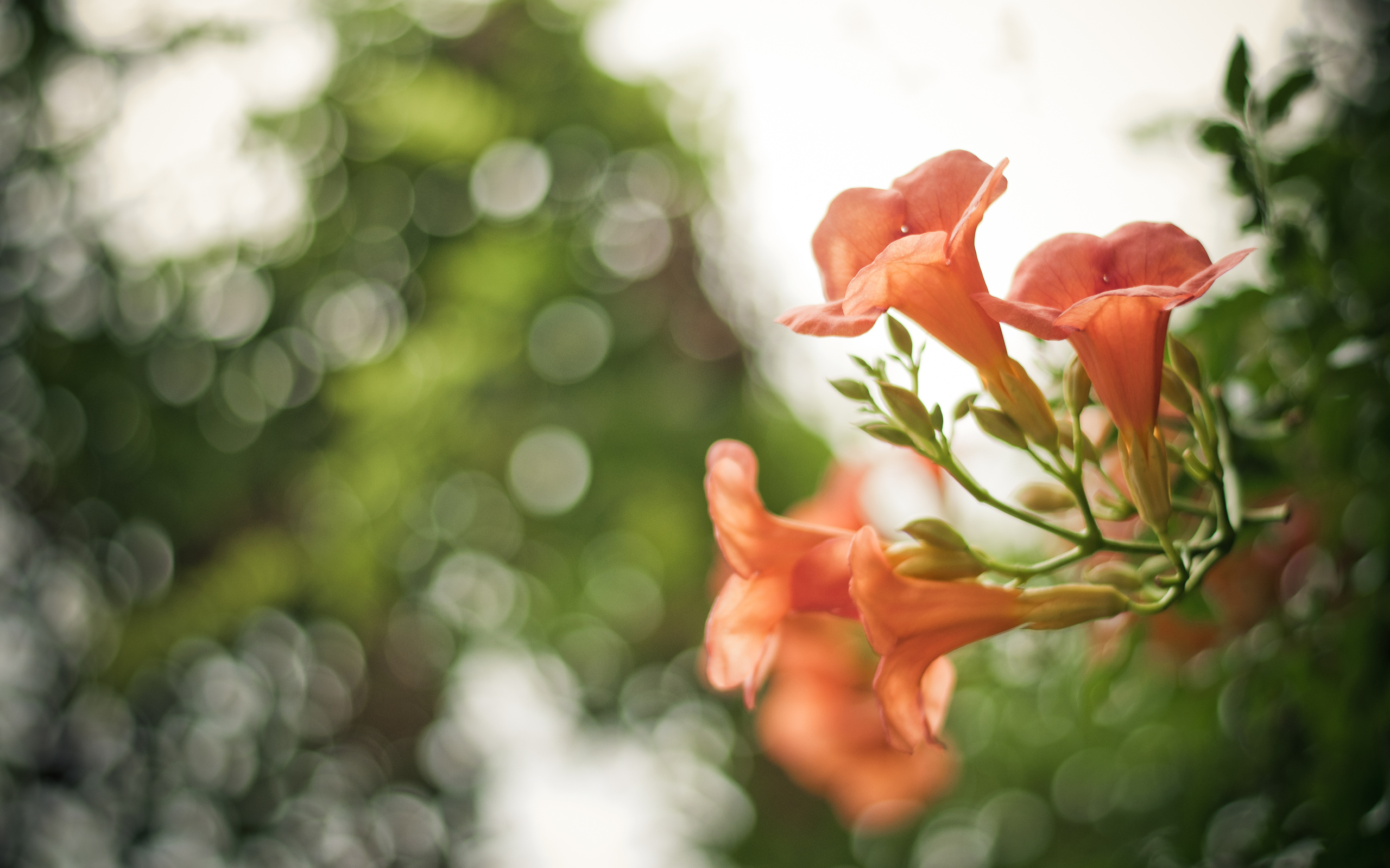 desktop, iphone, flowers
