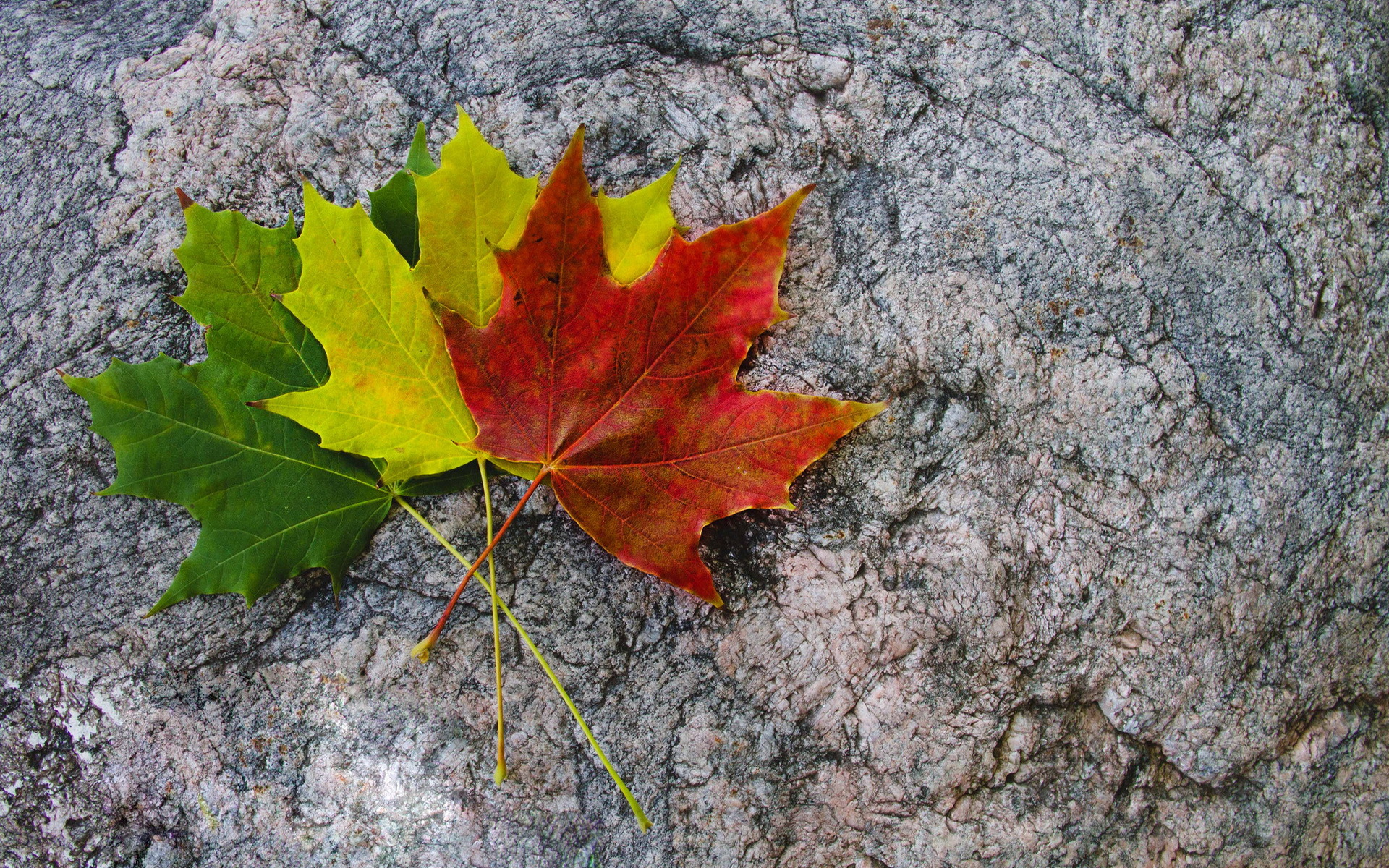 Листья клена желтые и красные. Осенний кленовый лист. Осень листья. Разноцветные кленовые листья. Желтый лист клена.