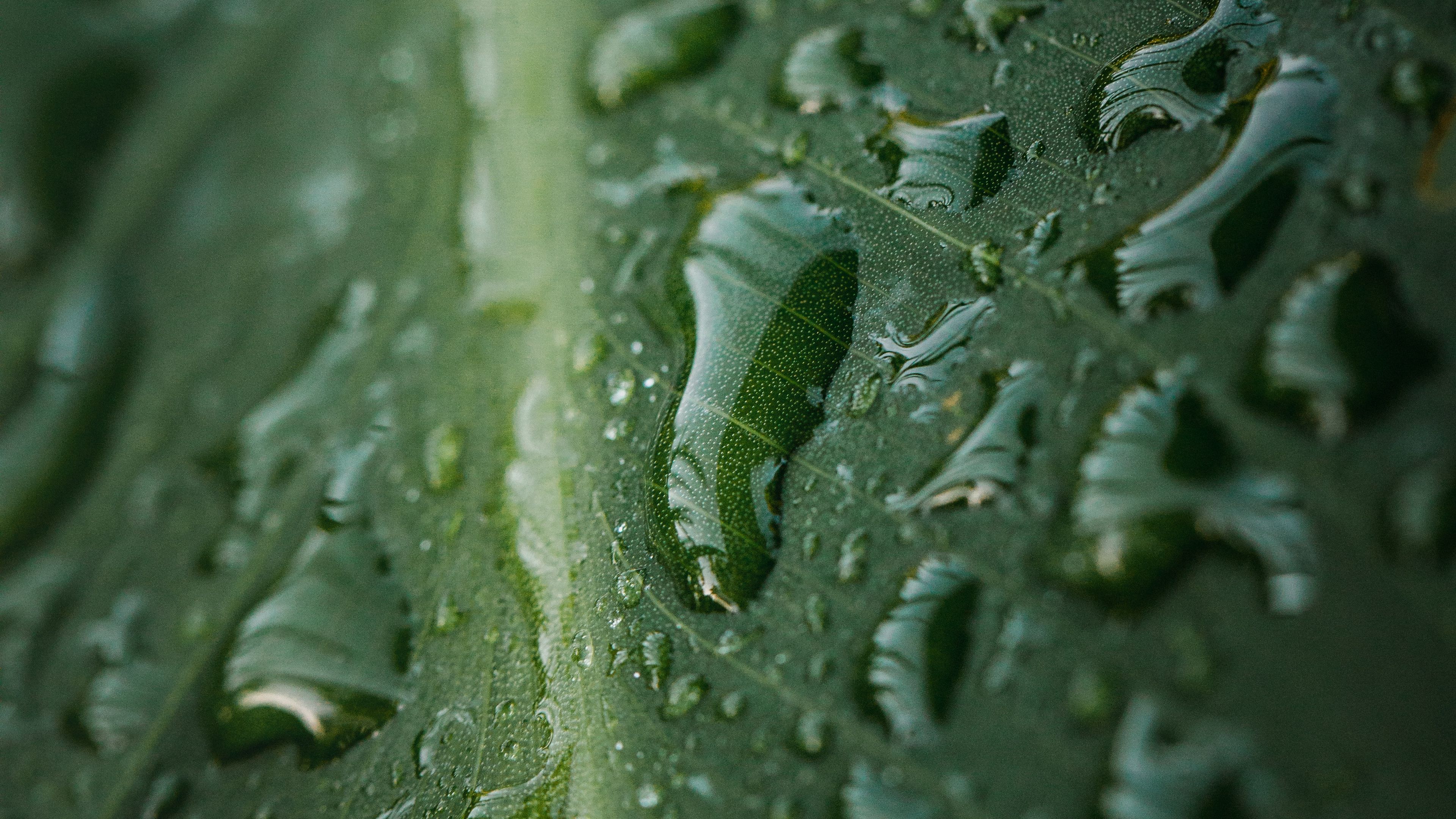 mobile, leaf, gota