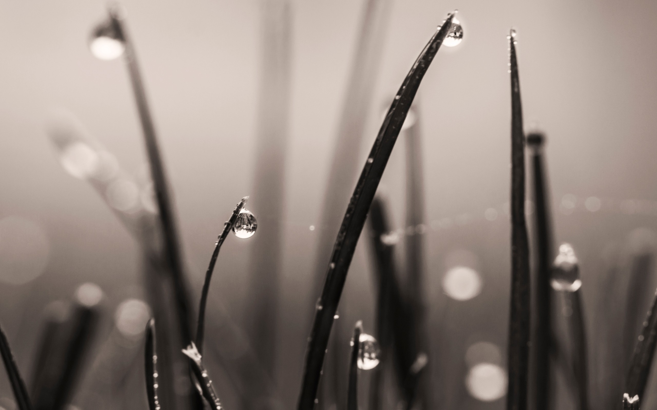 divers, ecran, facebook