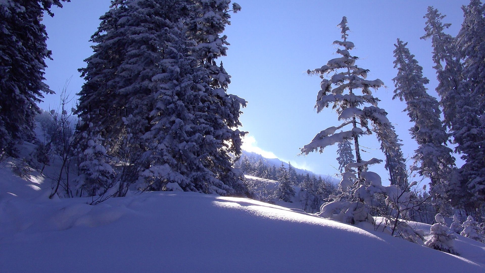 лес, тропический, х