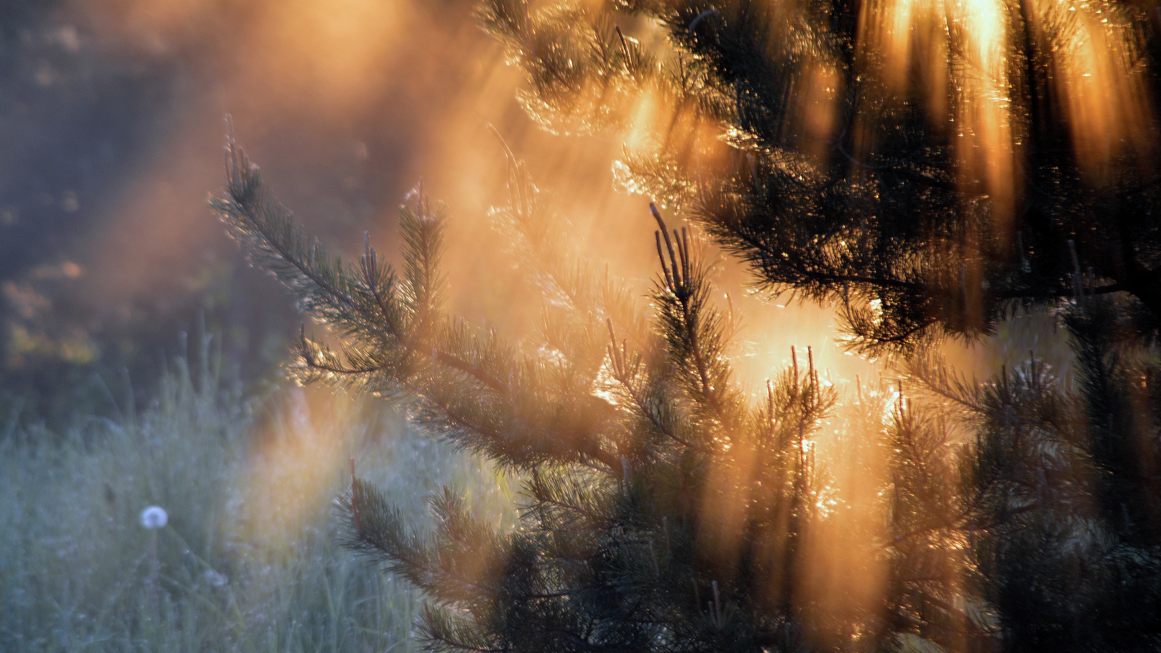 ветке, писать, гибкие