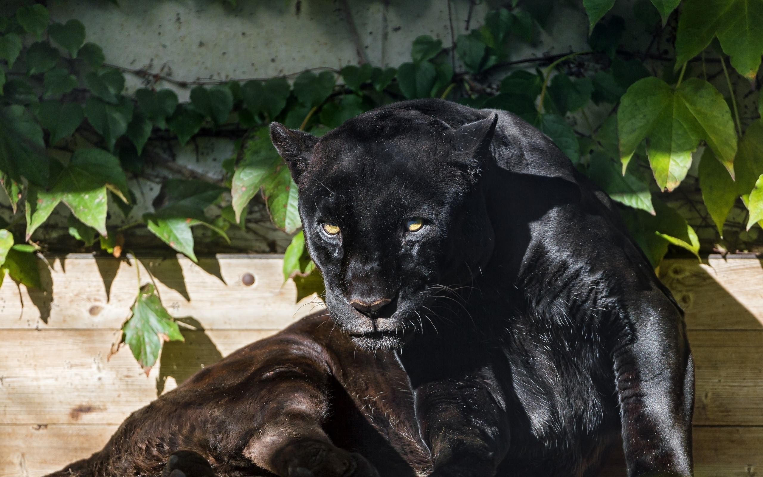 jaguar, черный, чешский