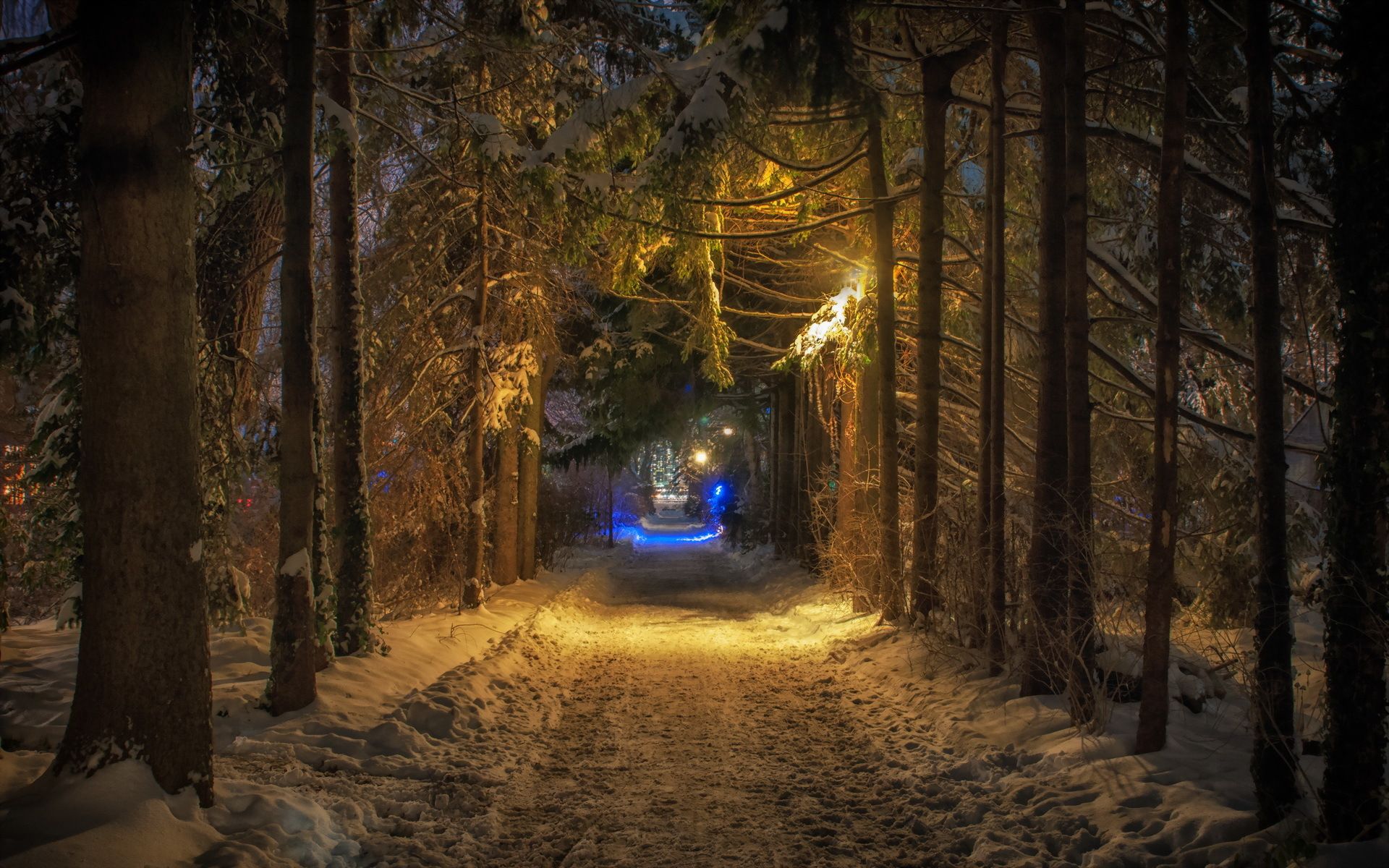 pantalla, bosques, bosques