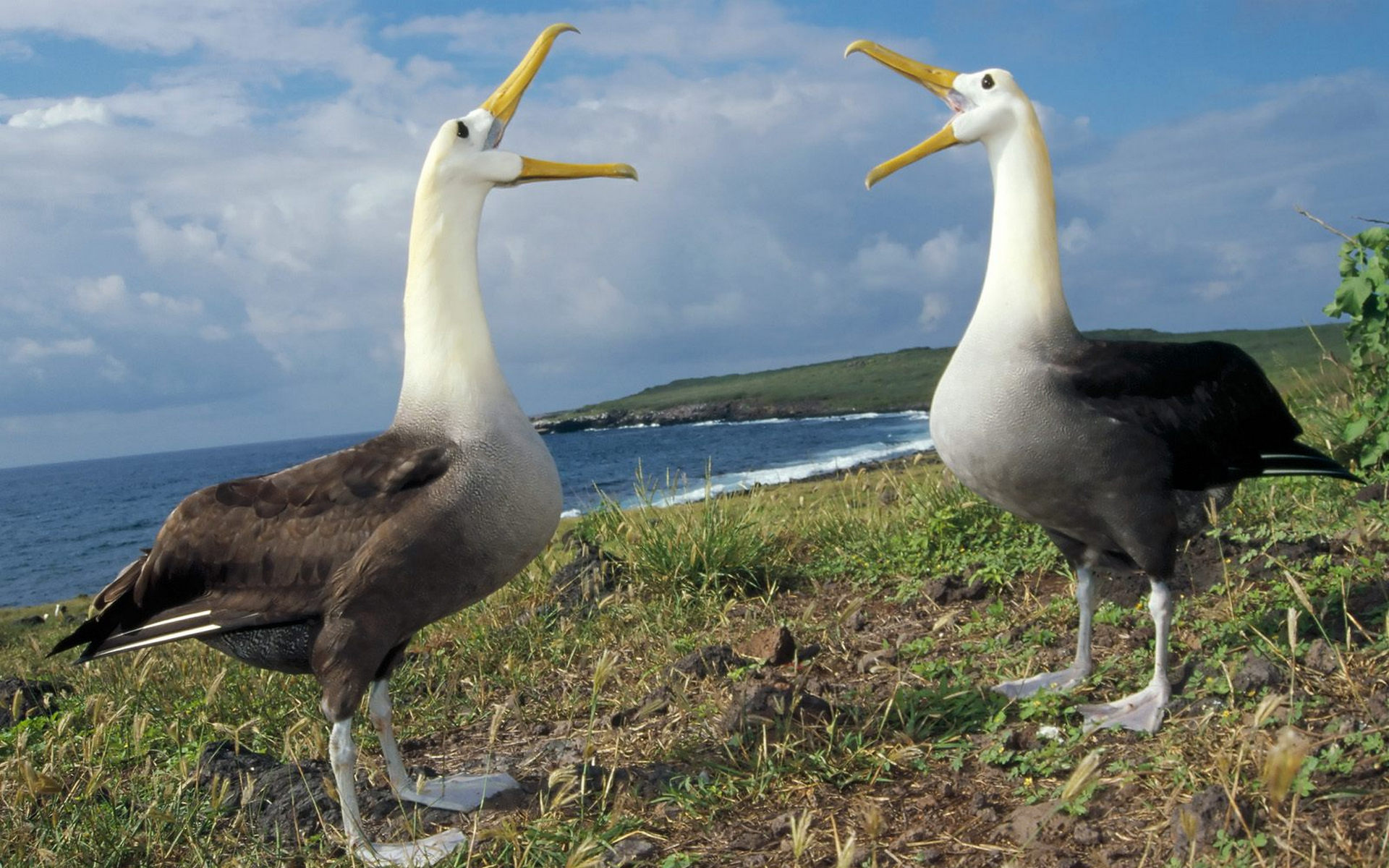 albatross, waved, albatross