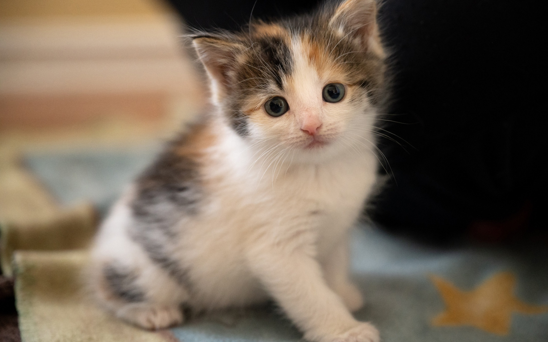 кот, снег, леопард