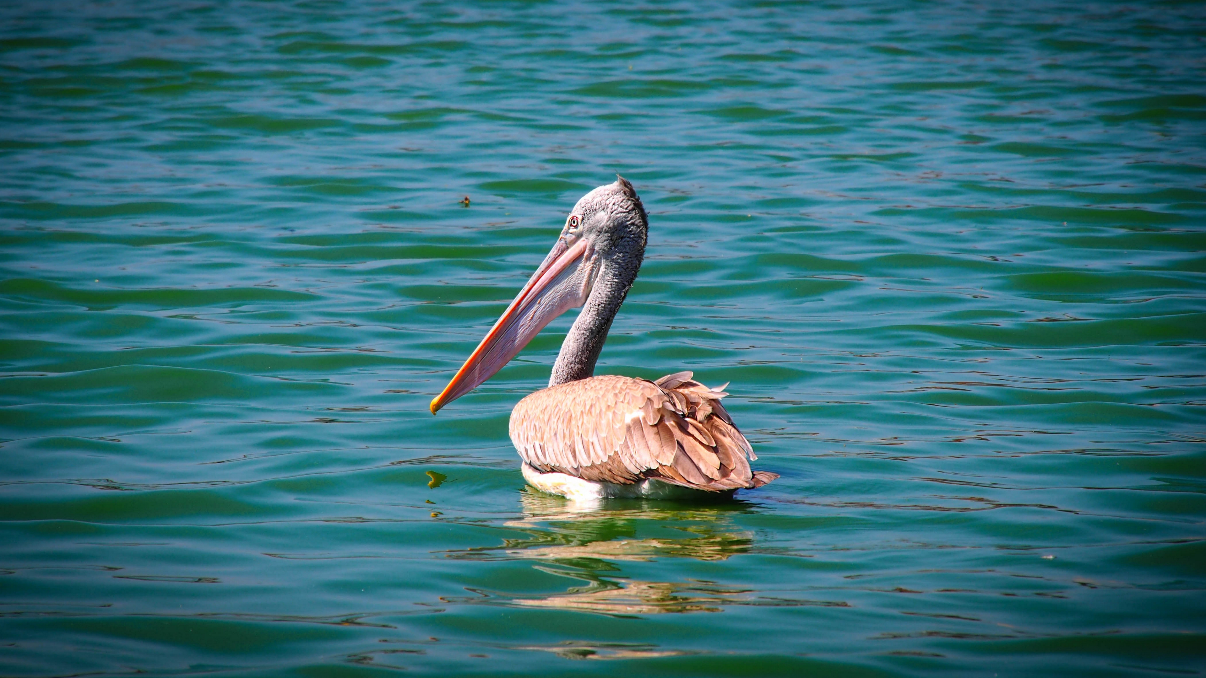 мобильный, facebooksuper, pelican