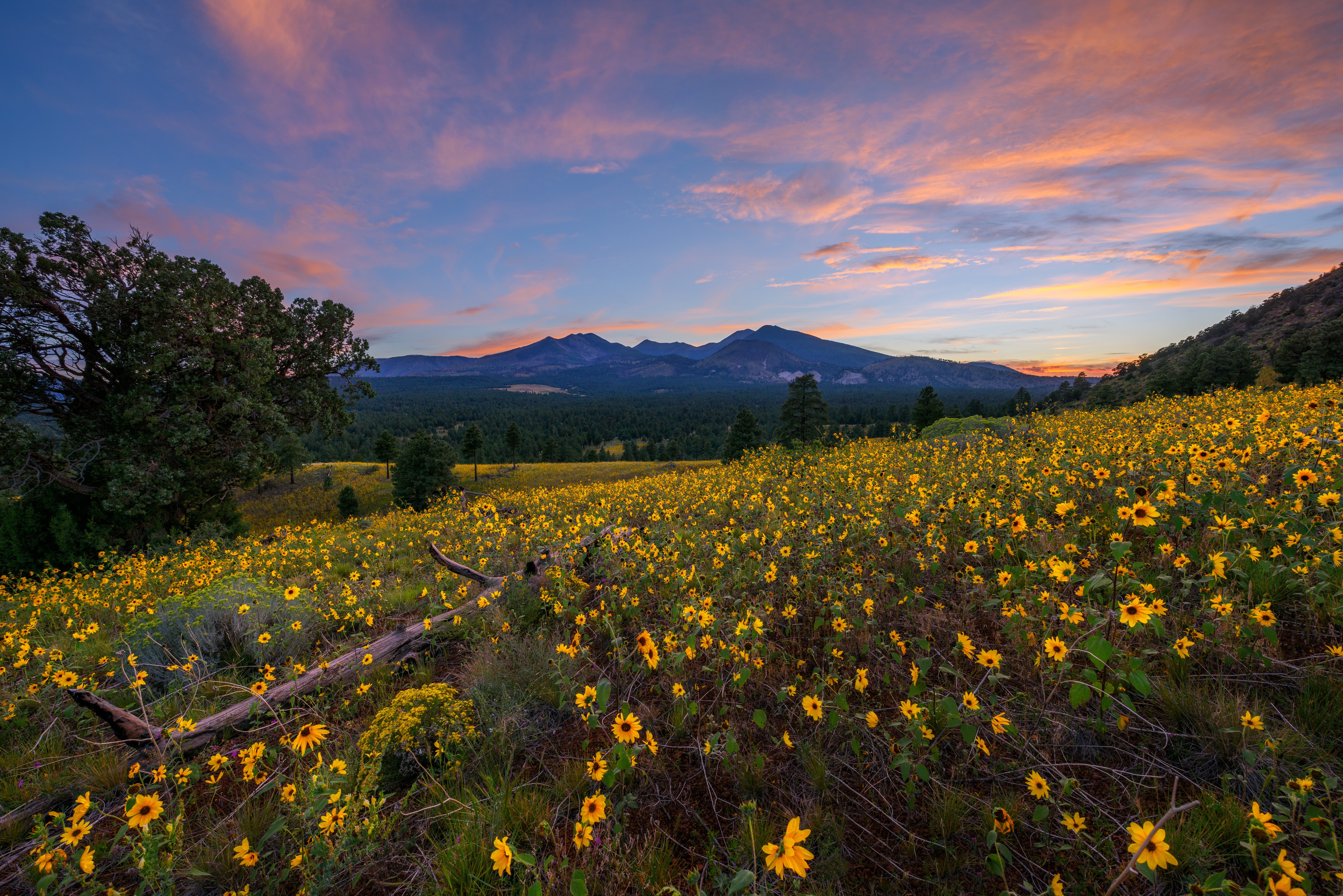 фон, arizona, flagstaff