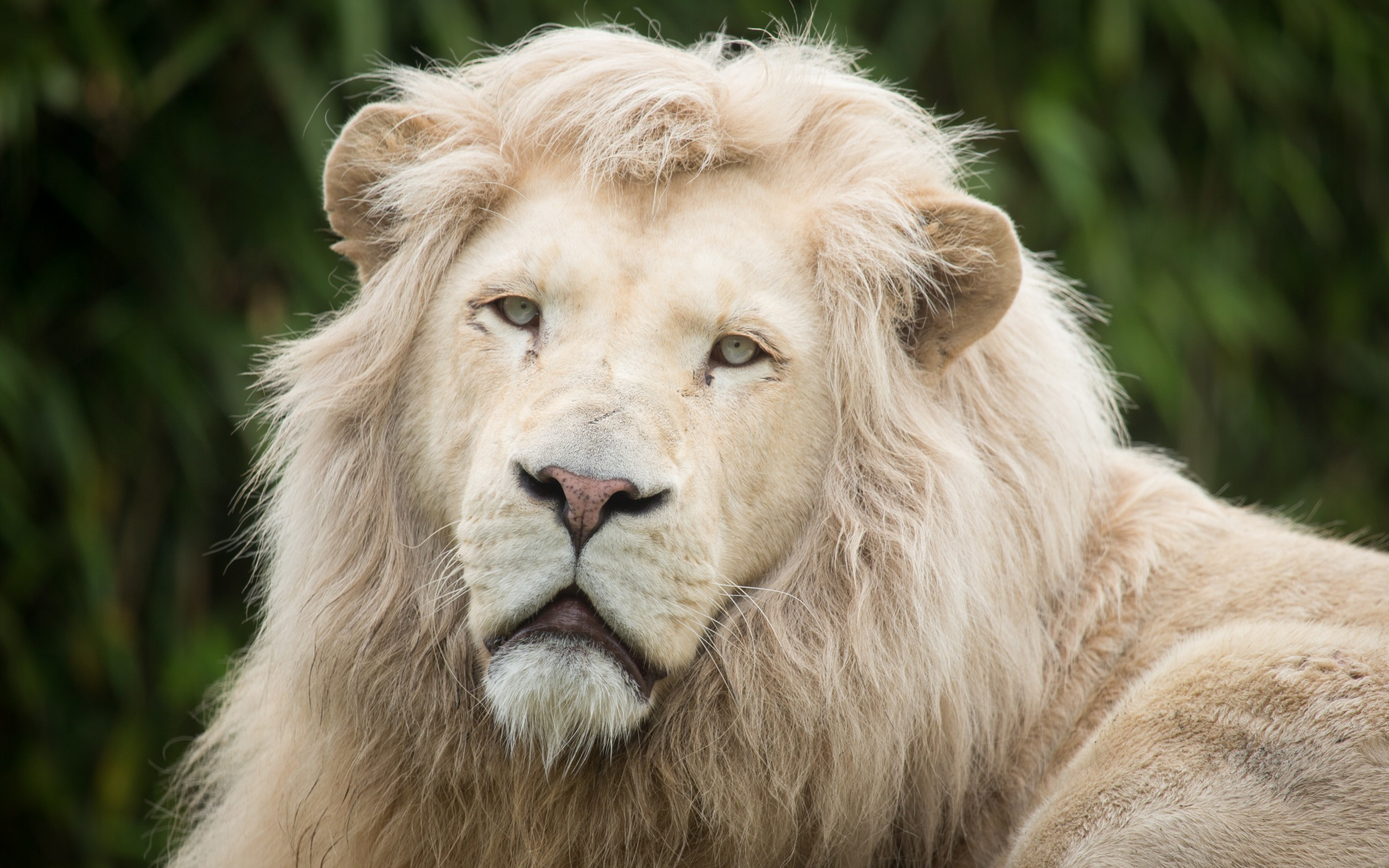 león, blanco, pantalla