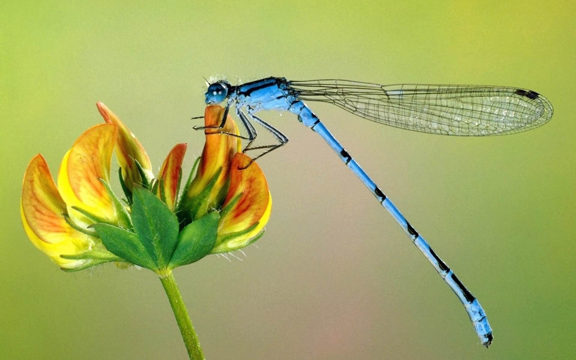libellula, ди, чё