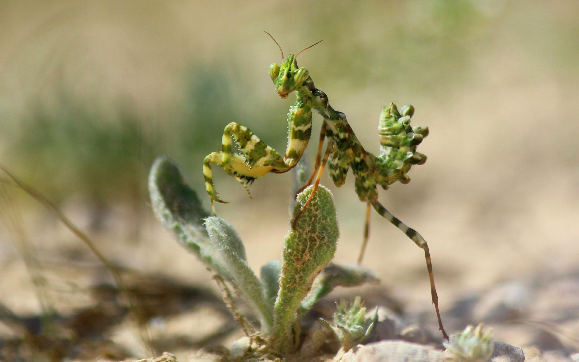 богомол, цветы, это