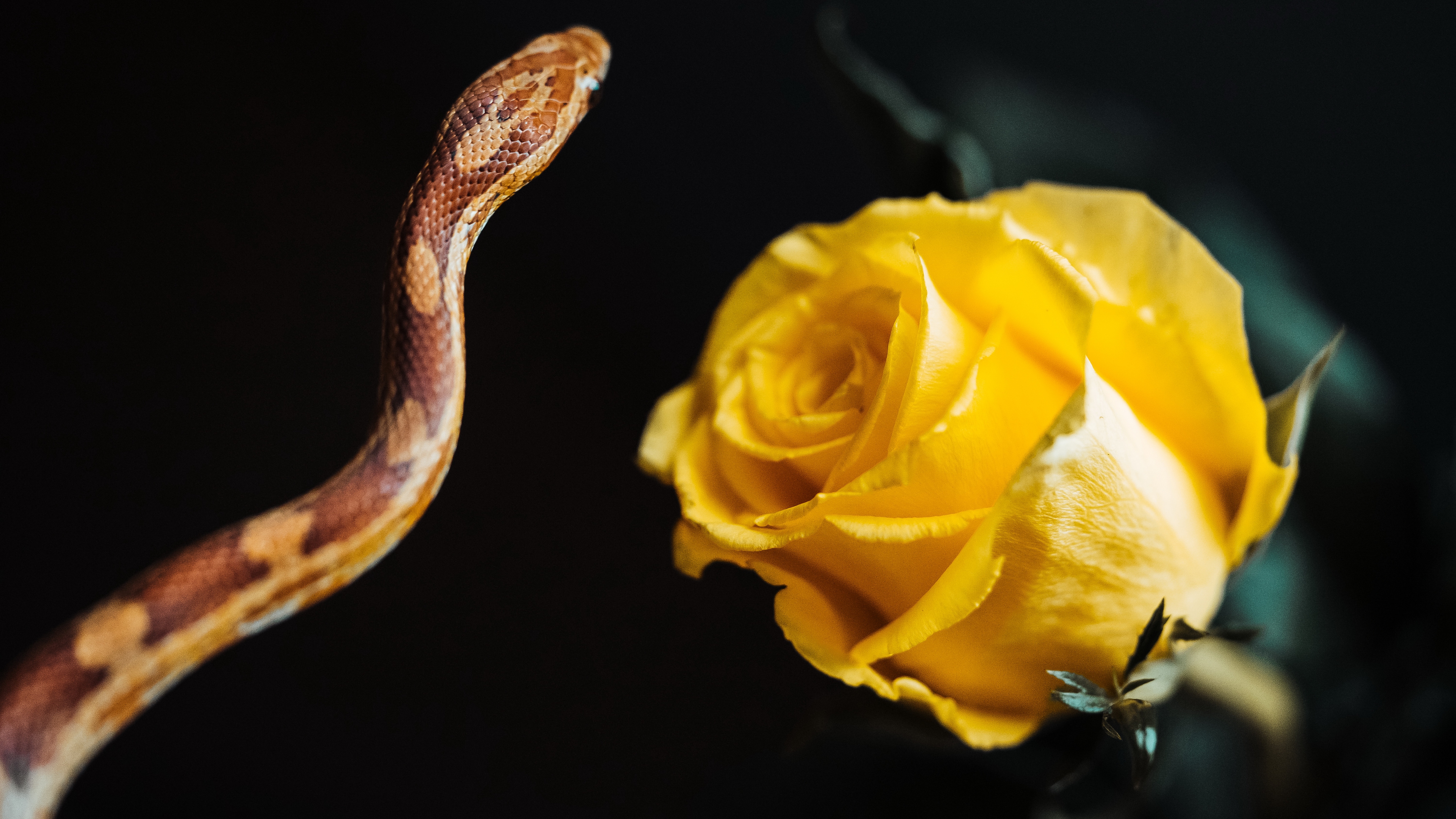 picjumbo, источник, змея